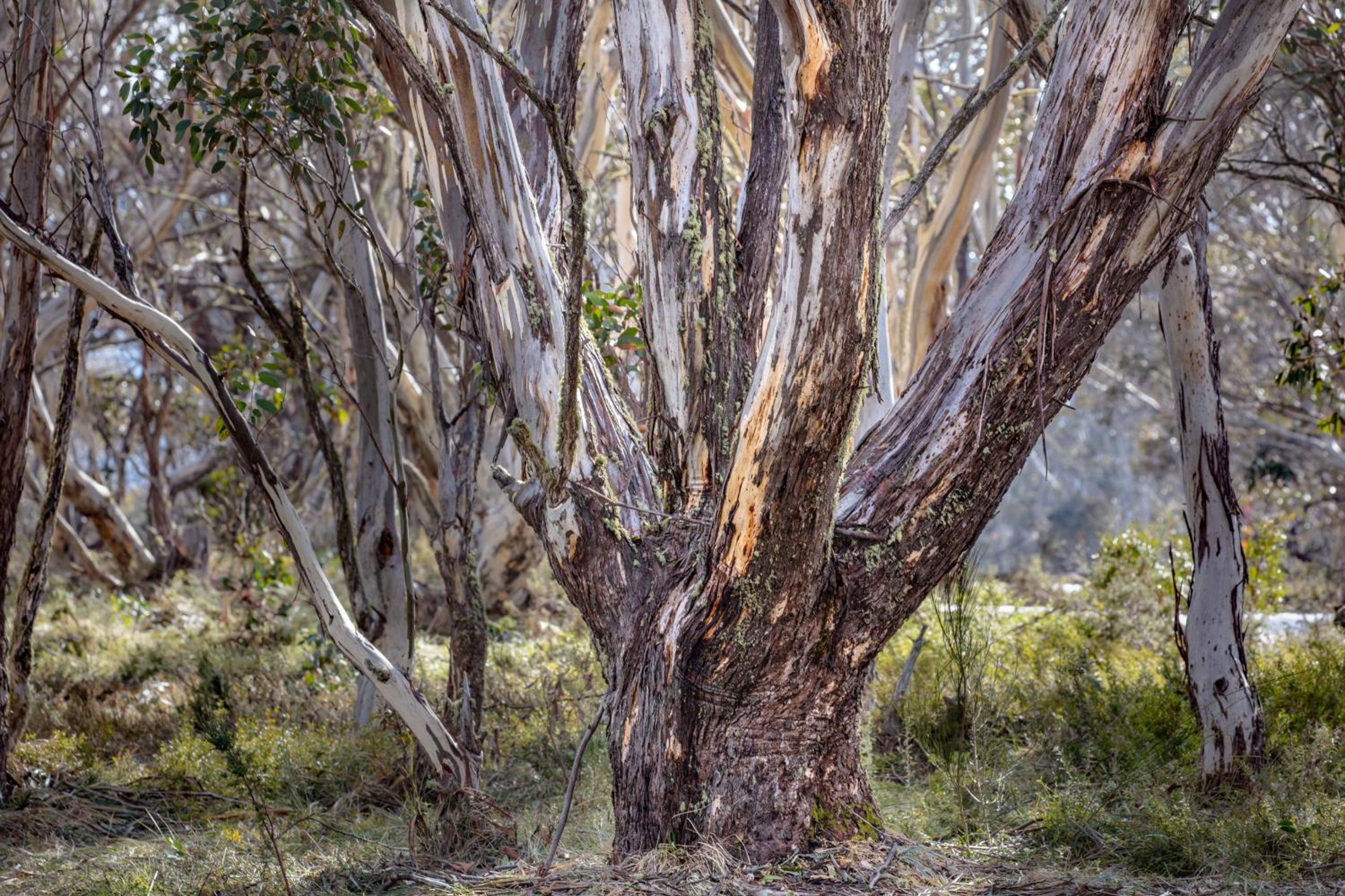 Snowgums 07 view 4