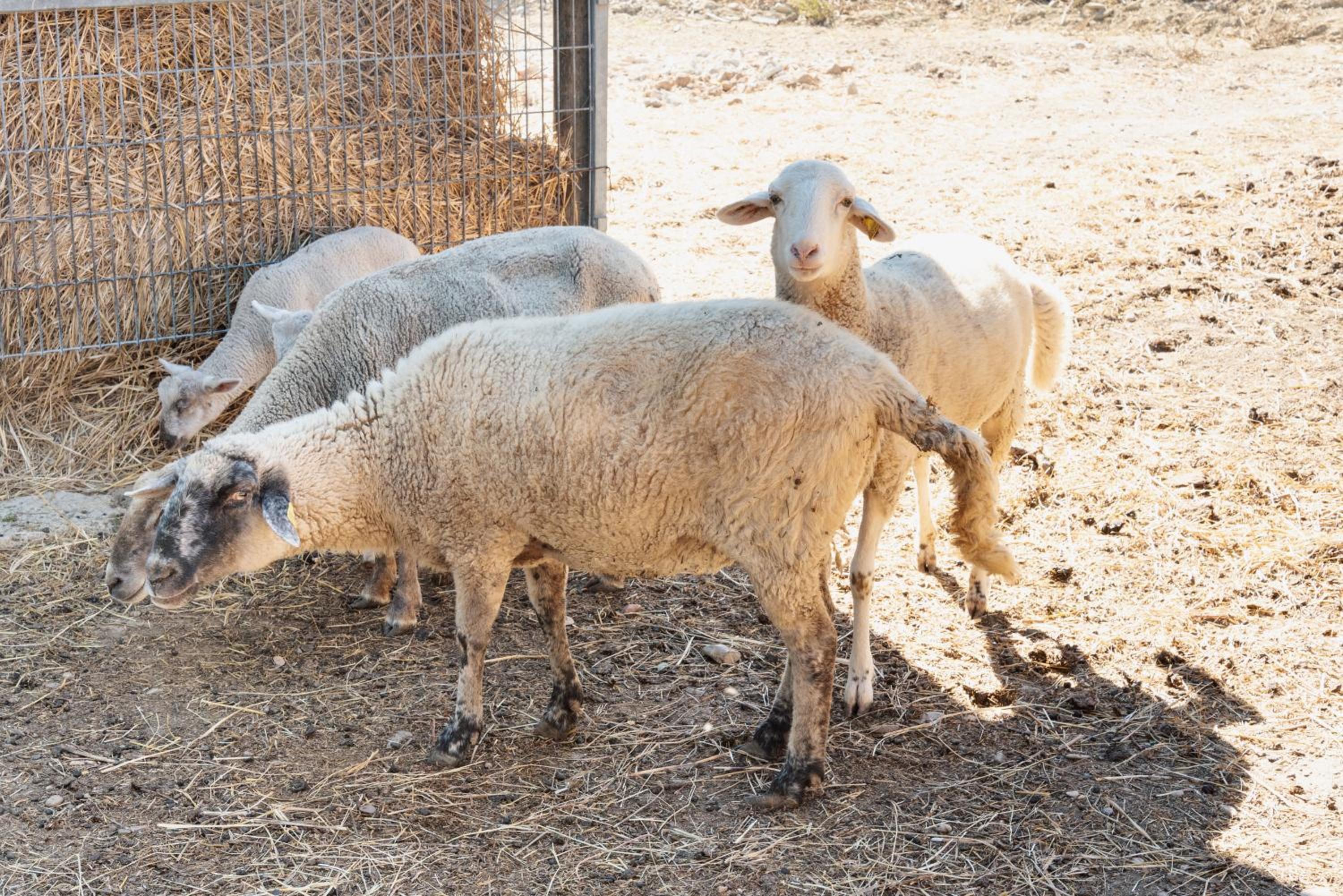 Farm stay Il Carro del Colle