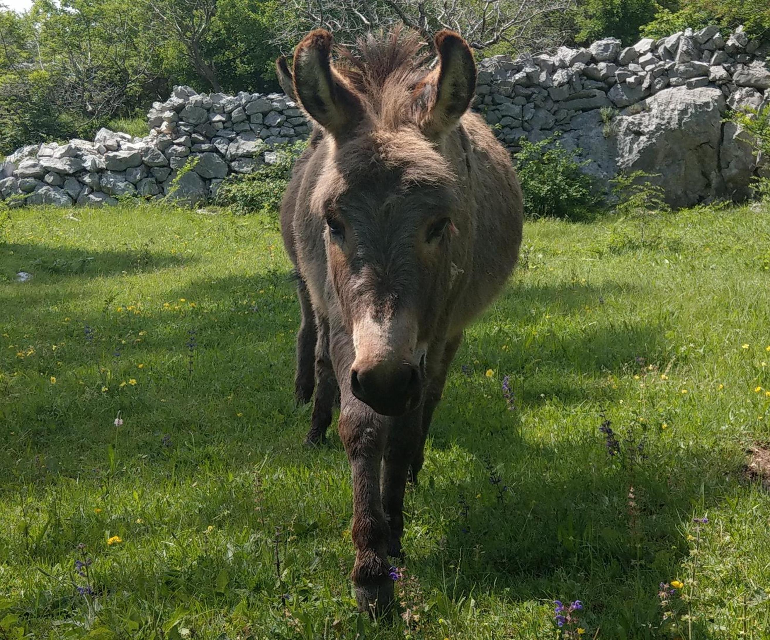 Photo 43
