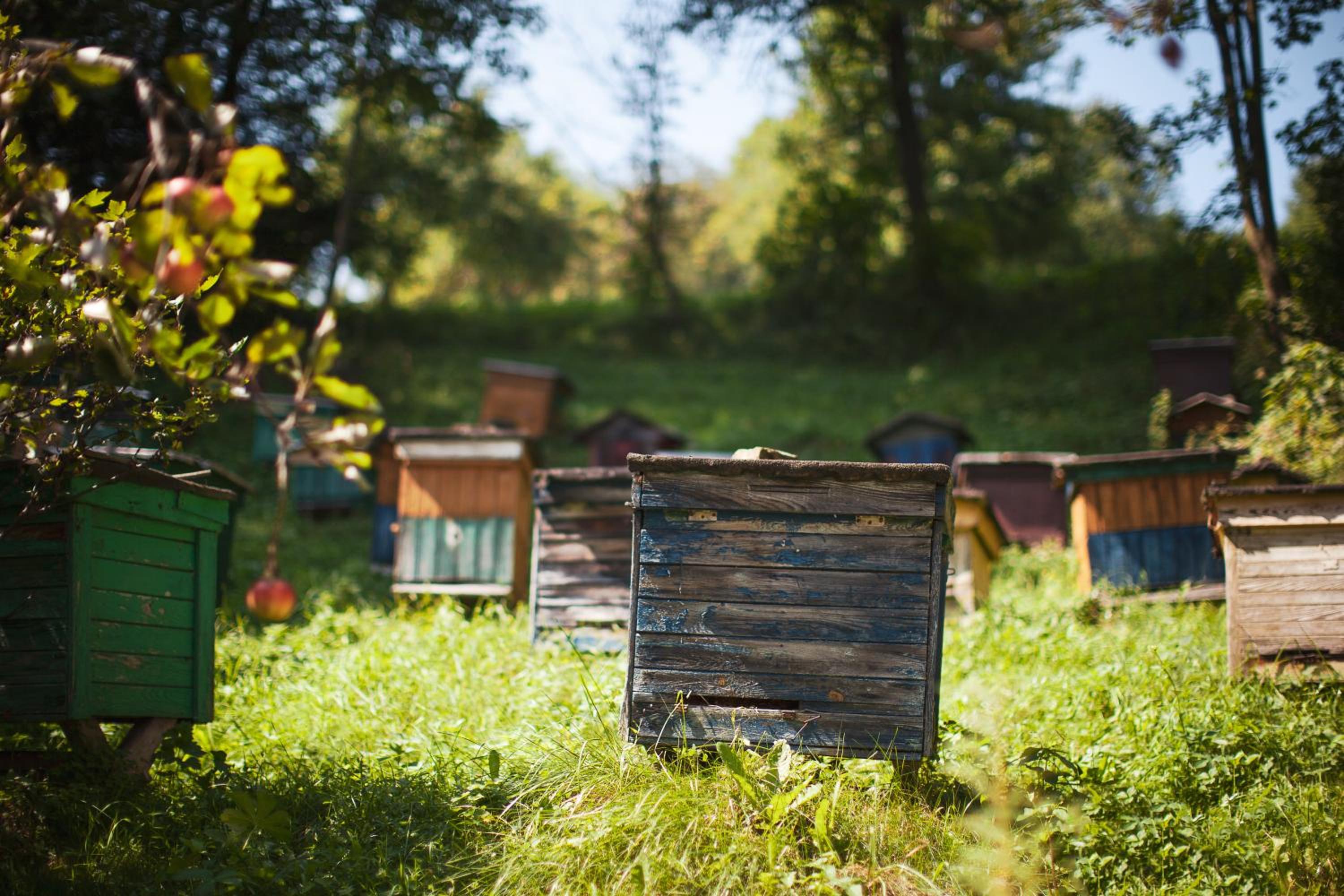 Pasieka - Dom Wypoczynkowy - Property Image 18