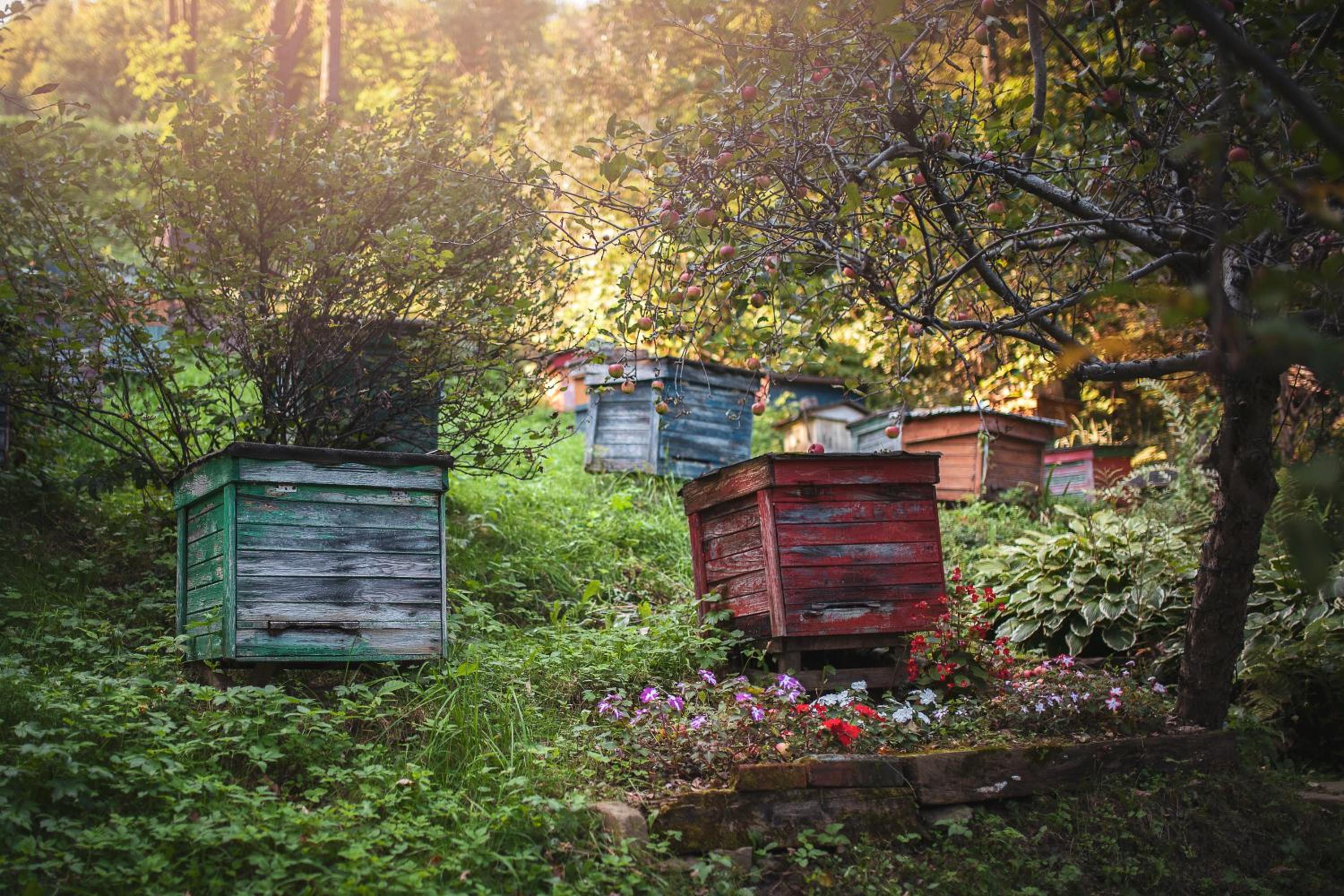 Pasieka - Dom Wypoczynkowy - Property Image 41