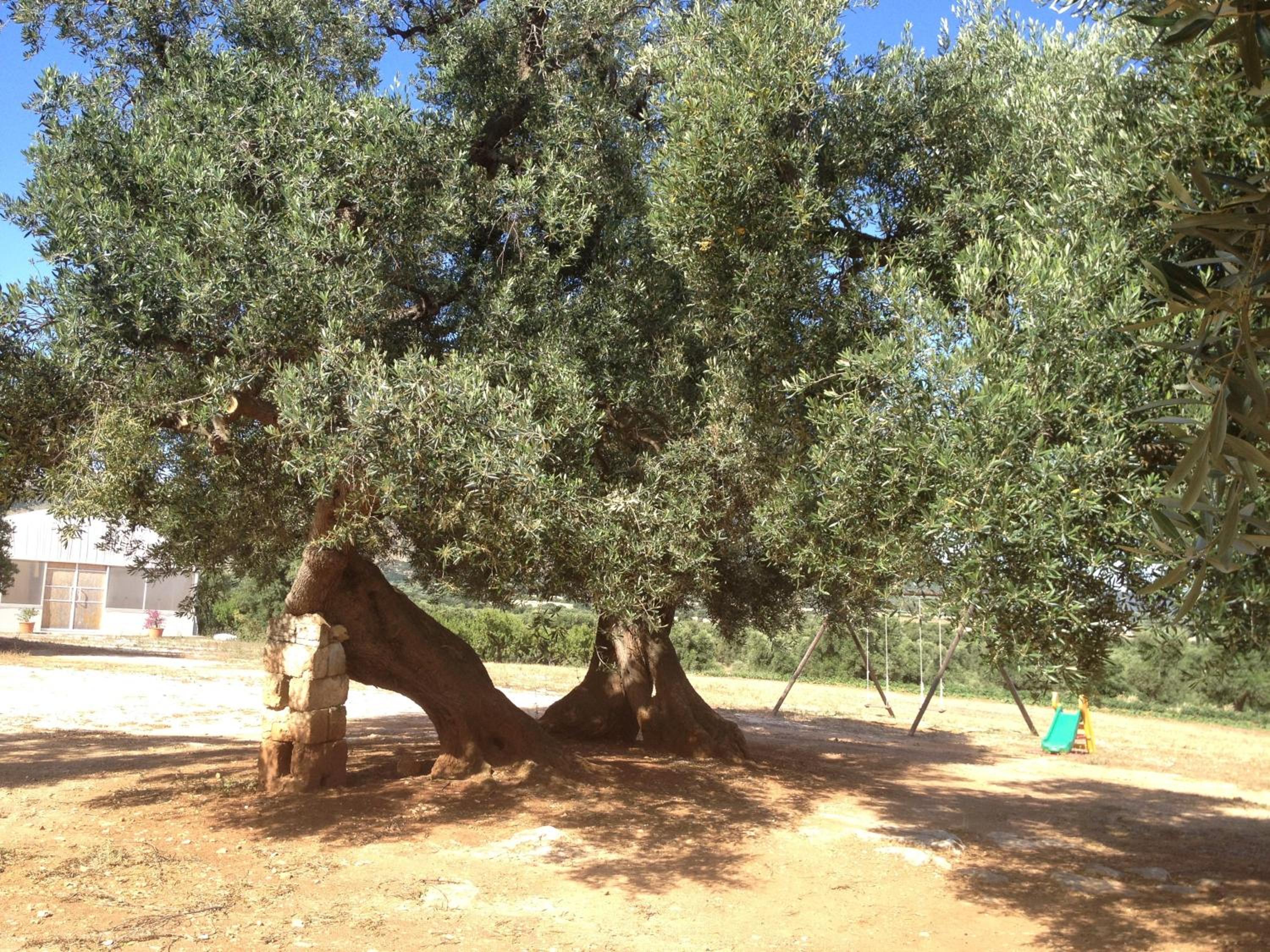 Photo 46