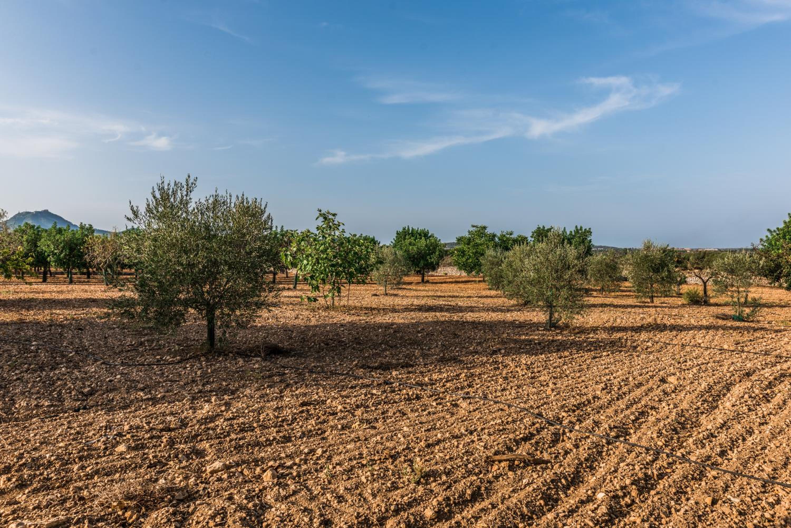Finca Rural Son Amer view 4
