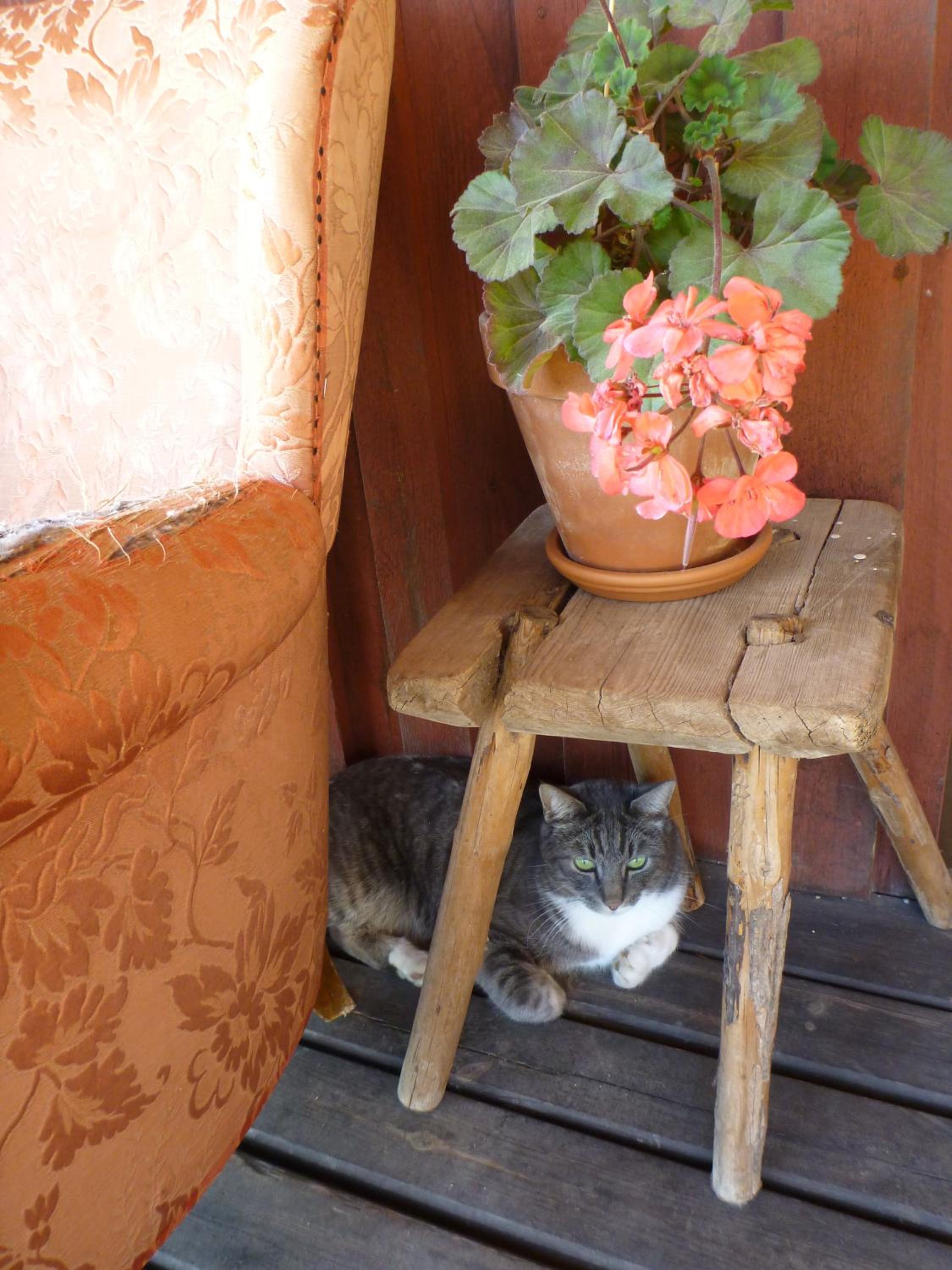 Photo 44