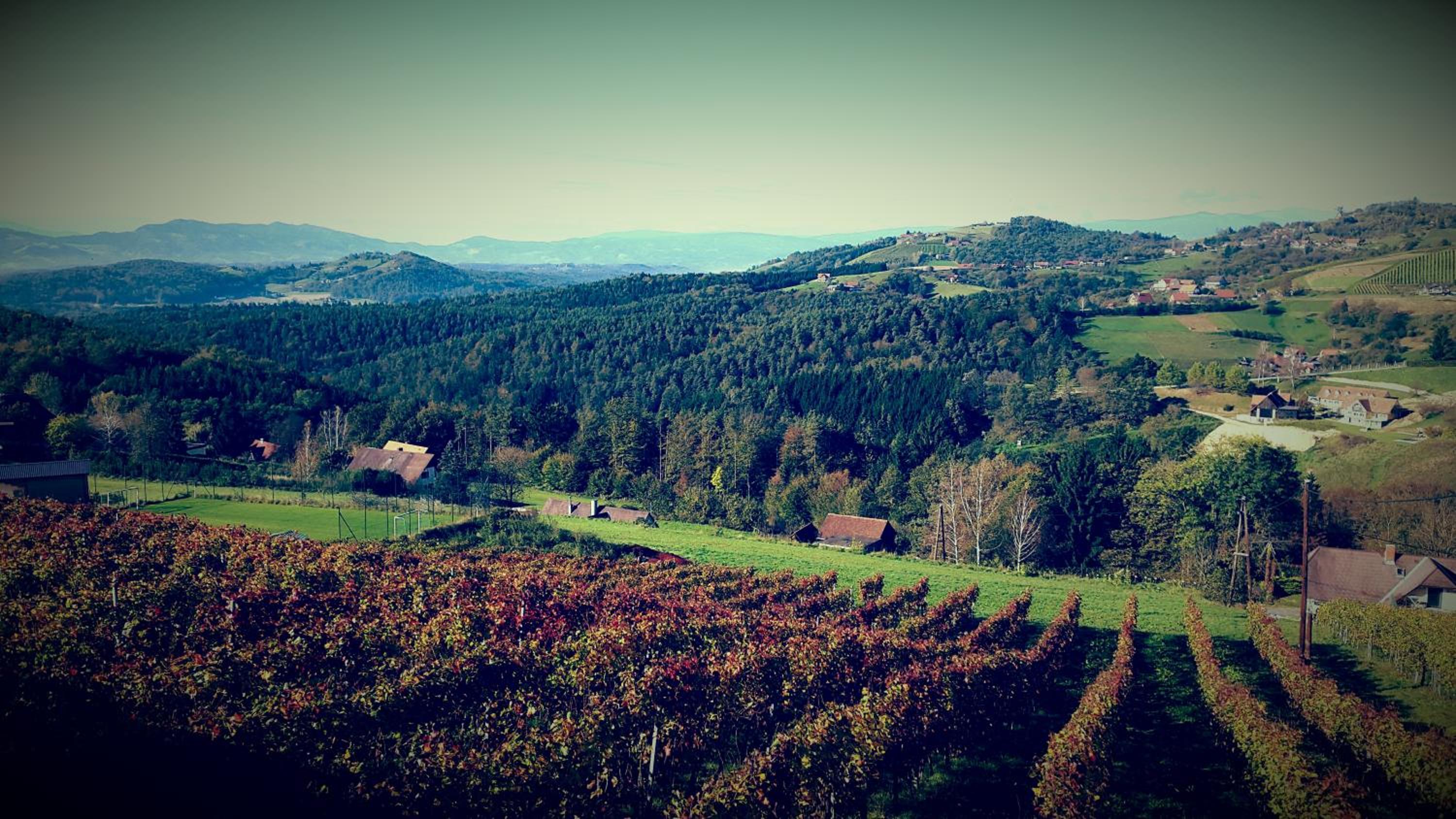 Weingut Reiterer