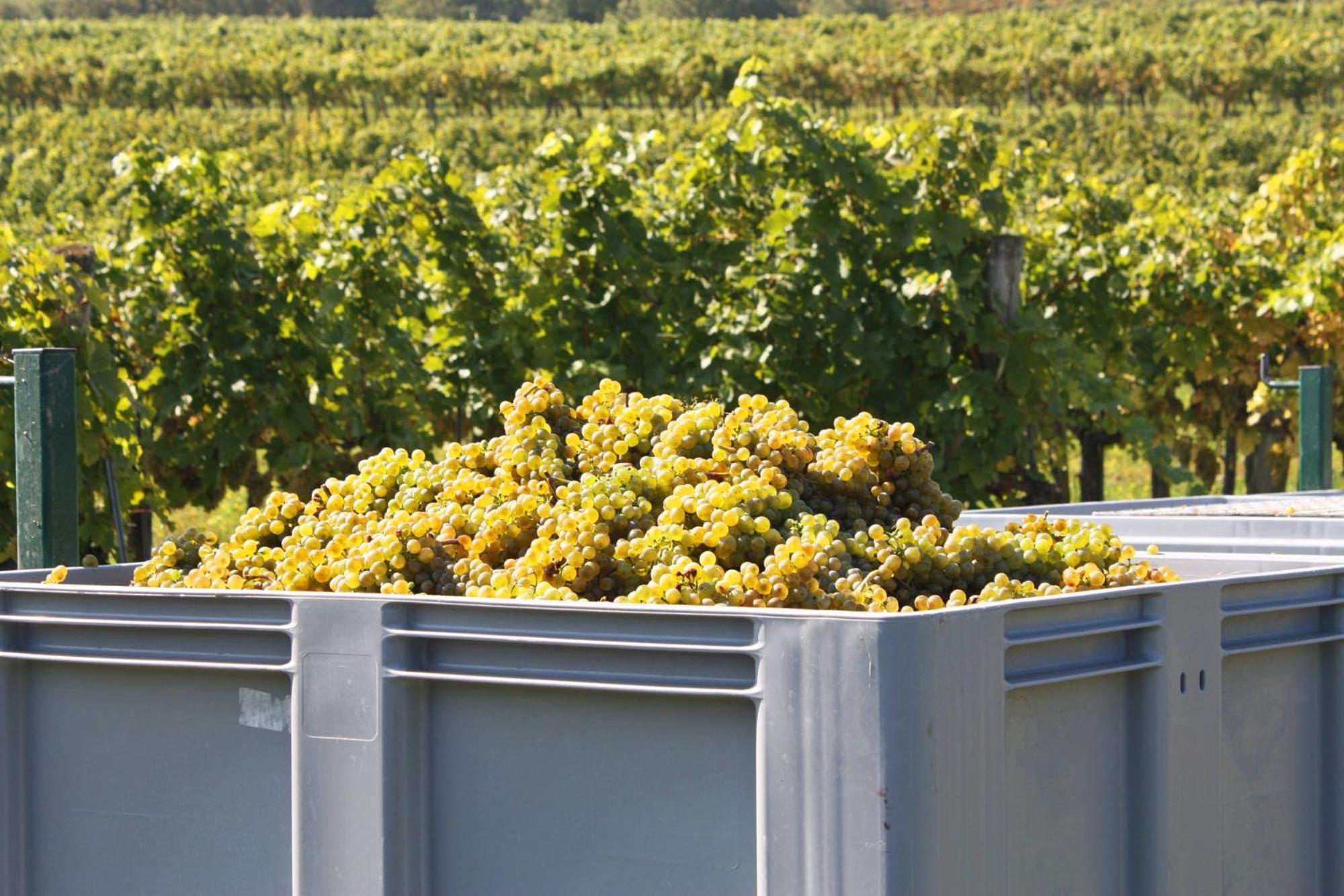 Weingut Familie Schuster