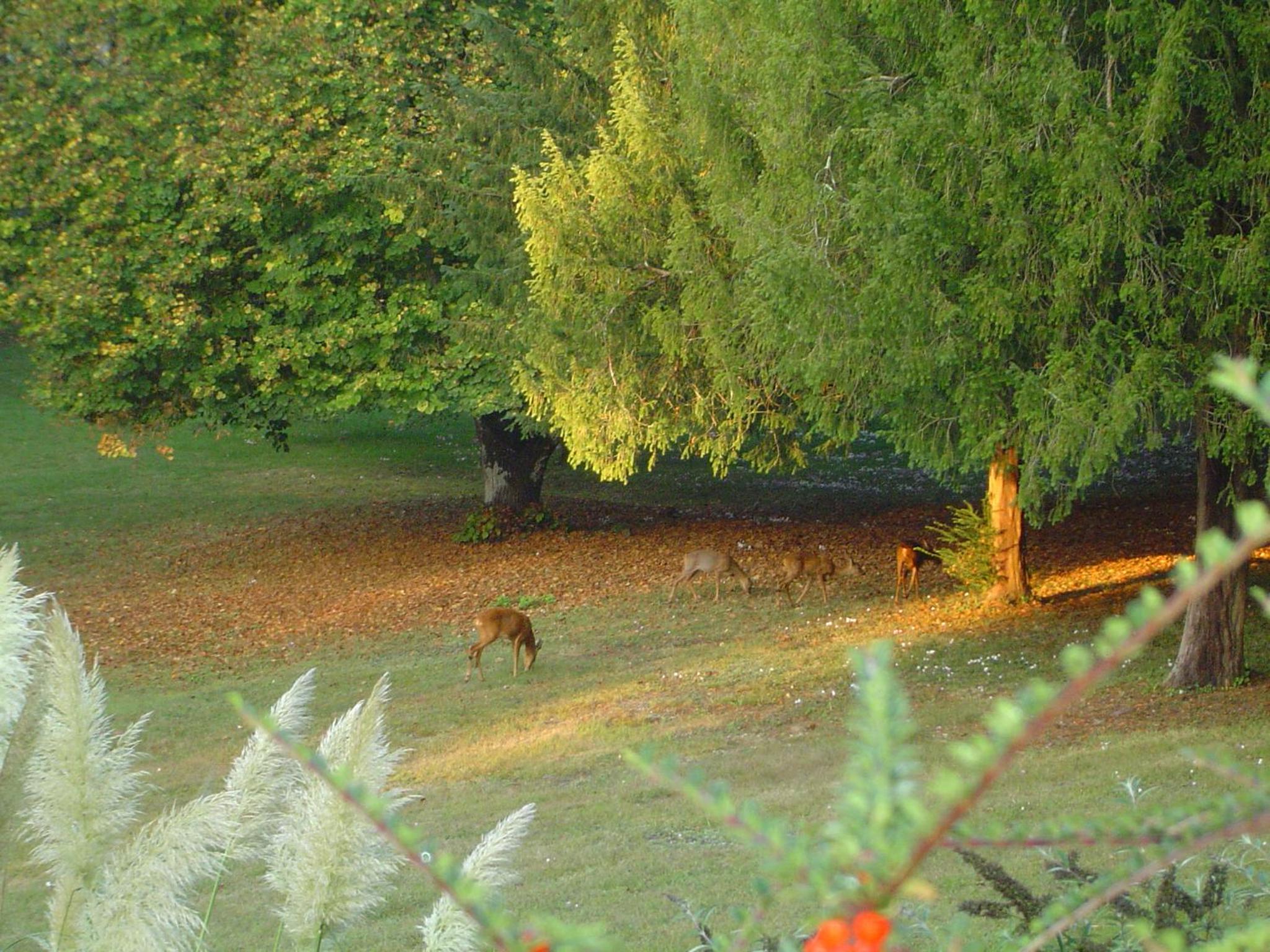 Photo 45