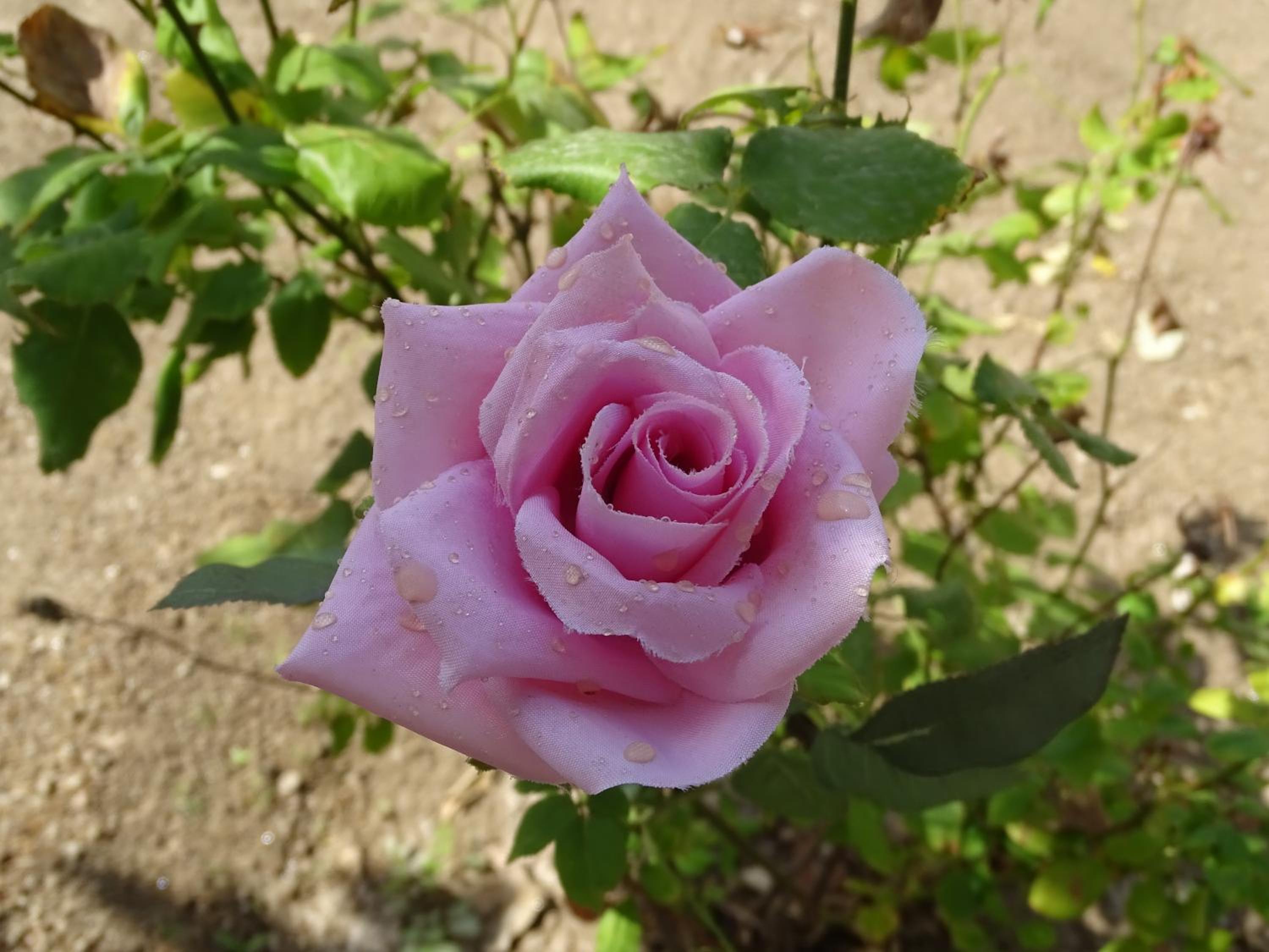 Photo 45