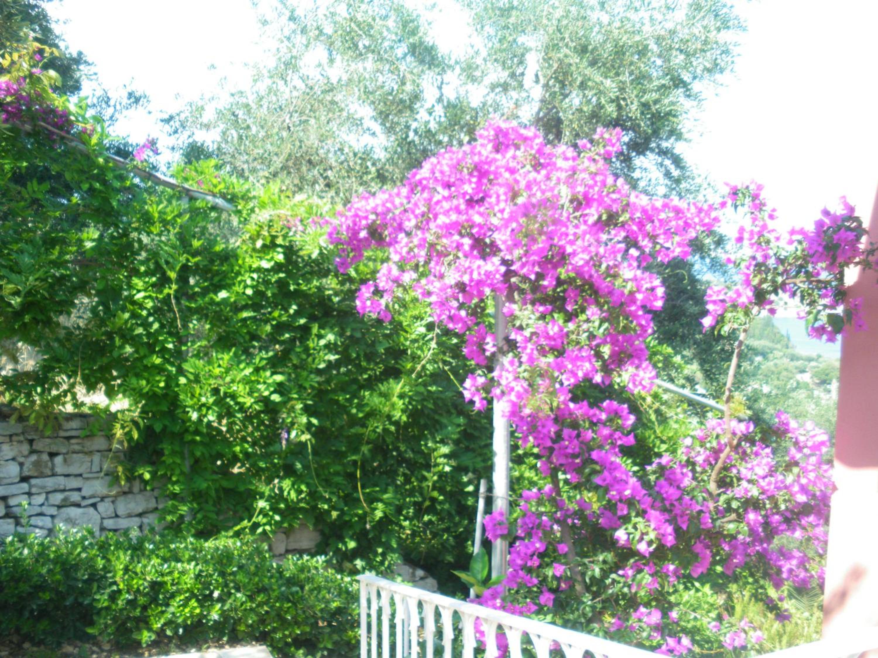 Villa Aliki view 5