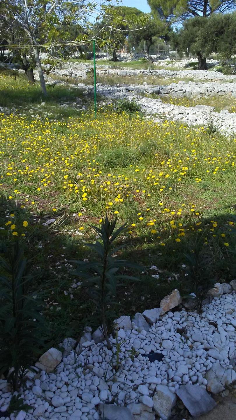 Eco Secluded apartments Zabodarski