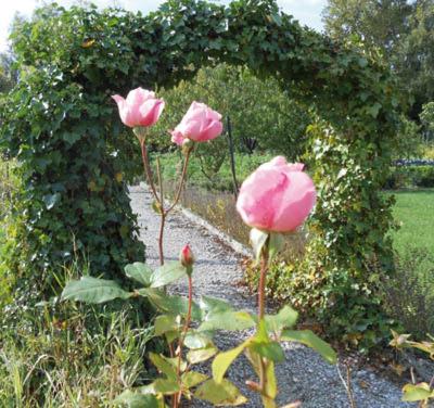 Les Trois Roses view 4