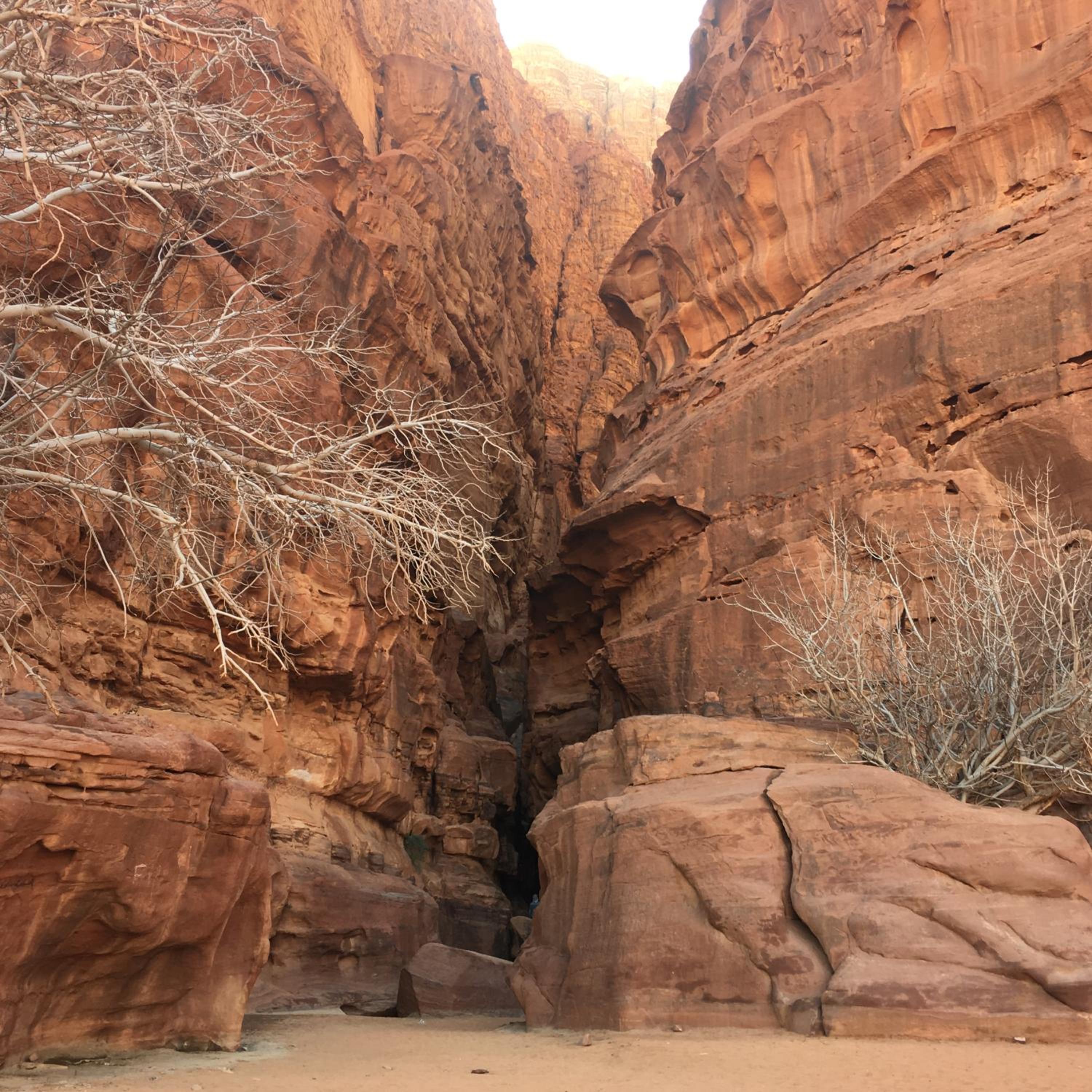 Red Desert Camp