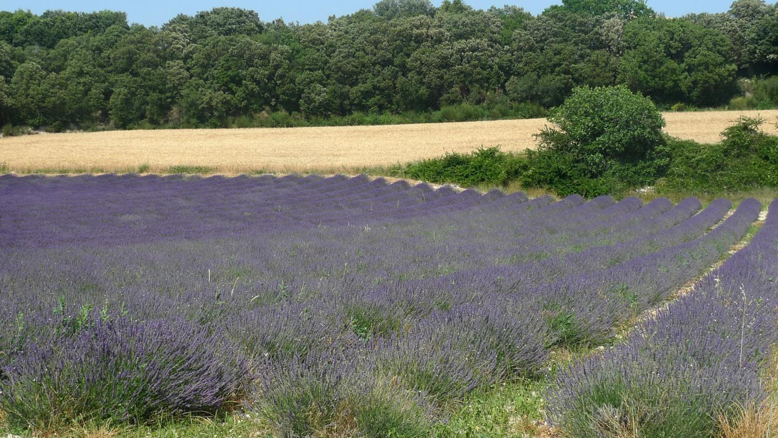 Le Lavandin photo 2