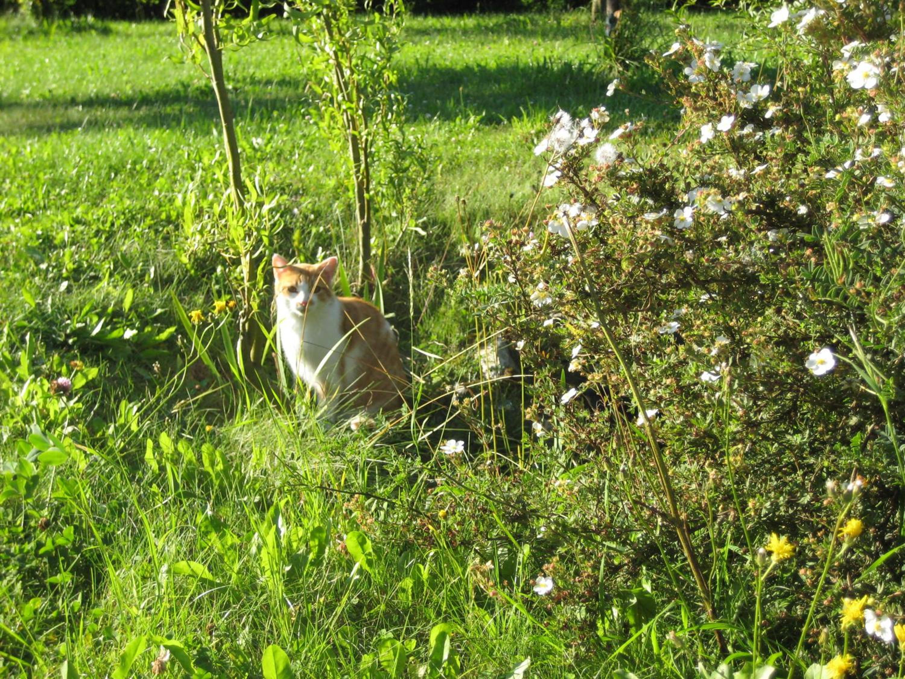 Photo 7