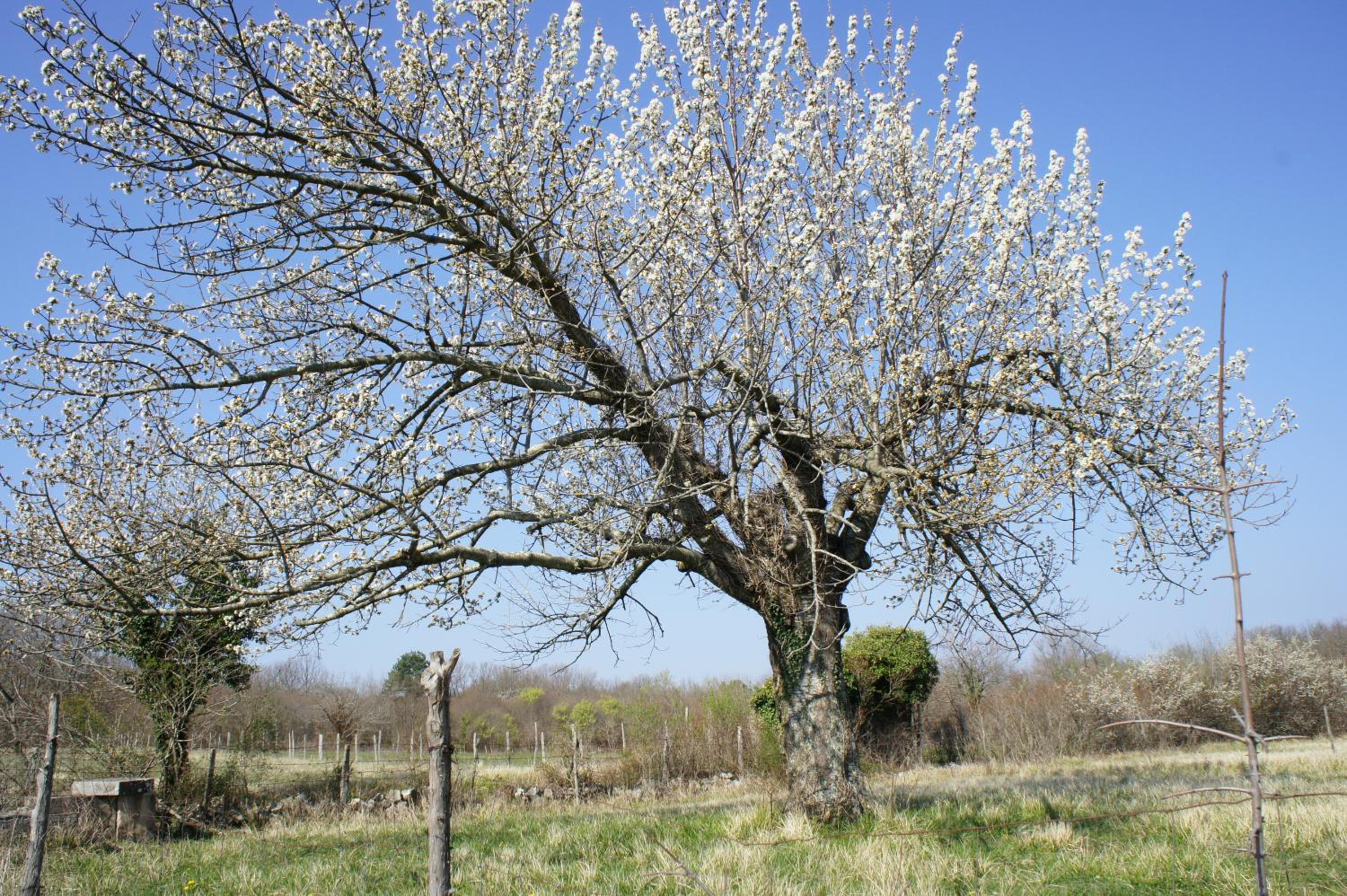Photo 44