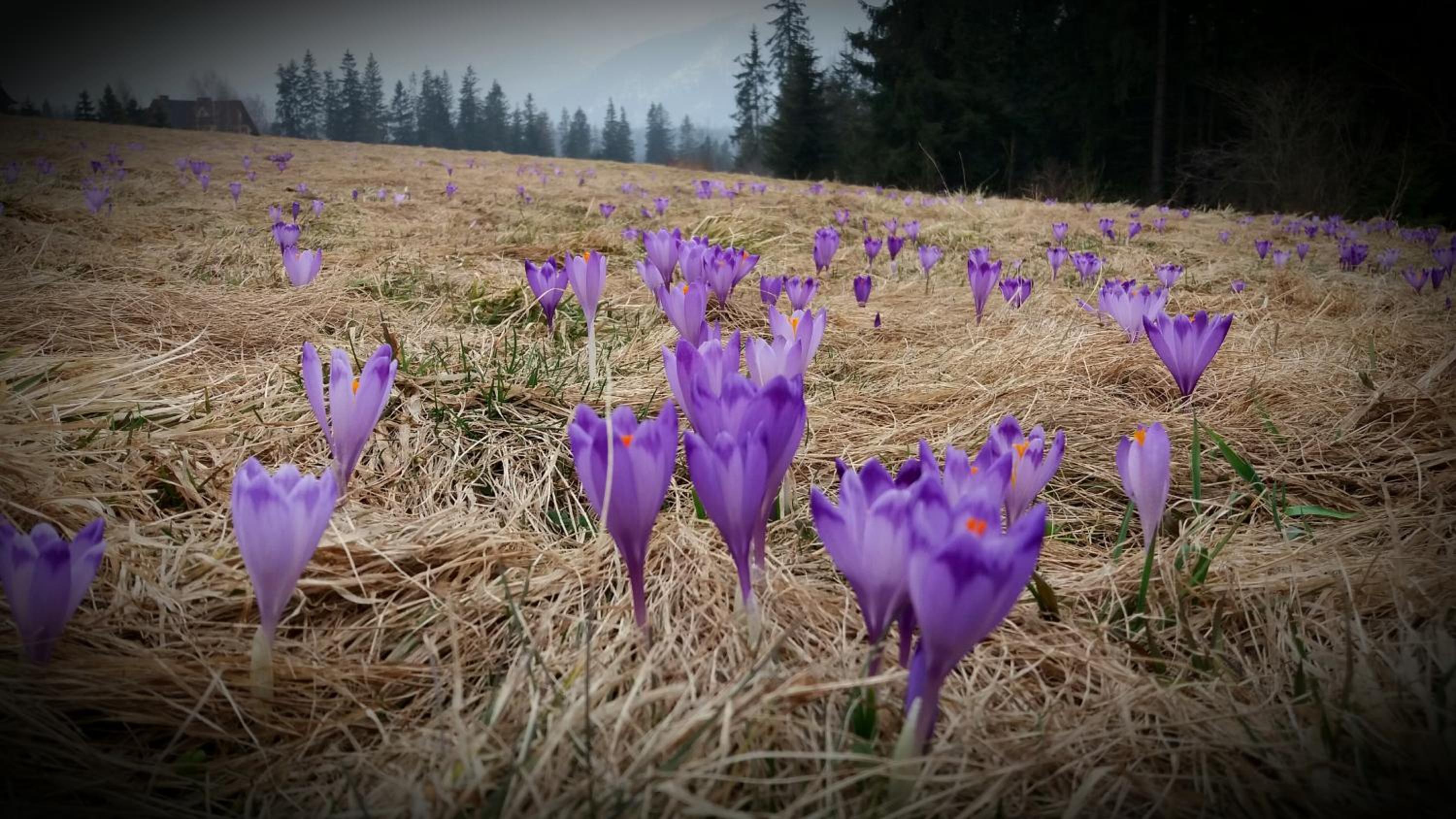 Spanie po Zbóju view 4
