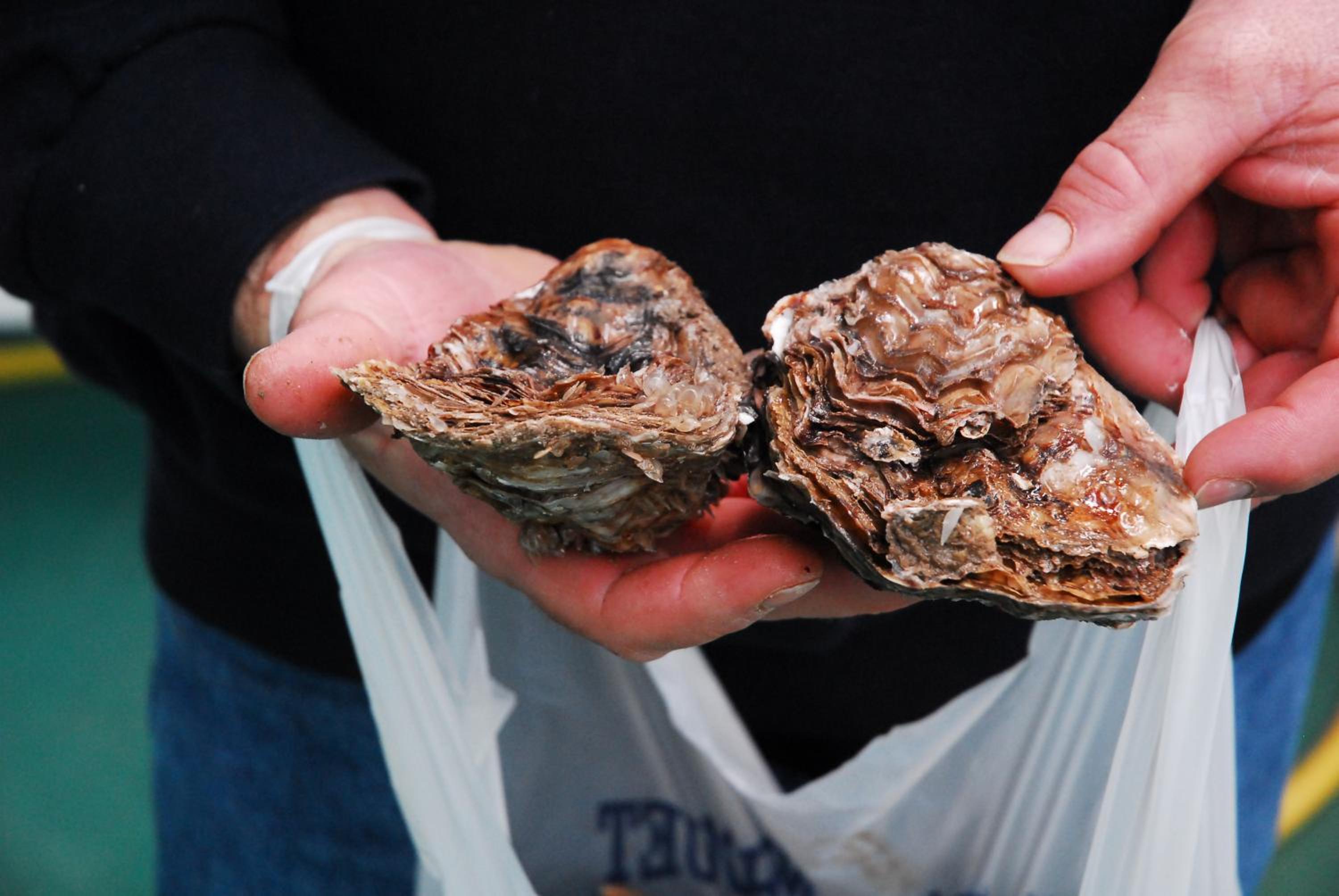 Chambres d'Hotes Le Logis du Port Paradis - Property Image 11