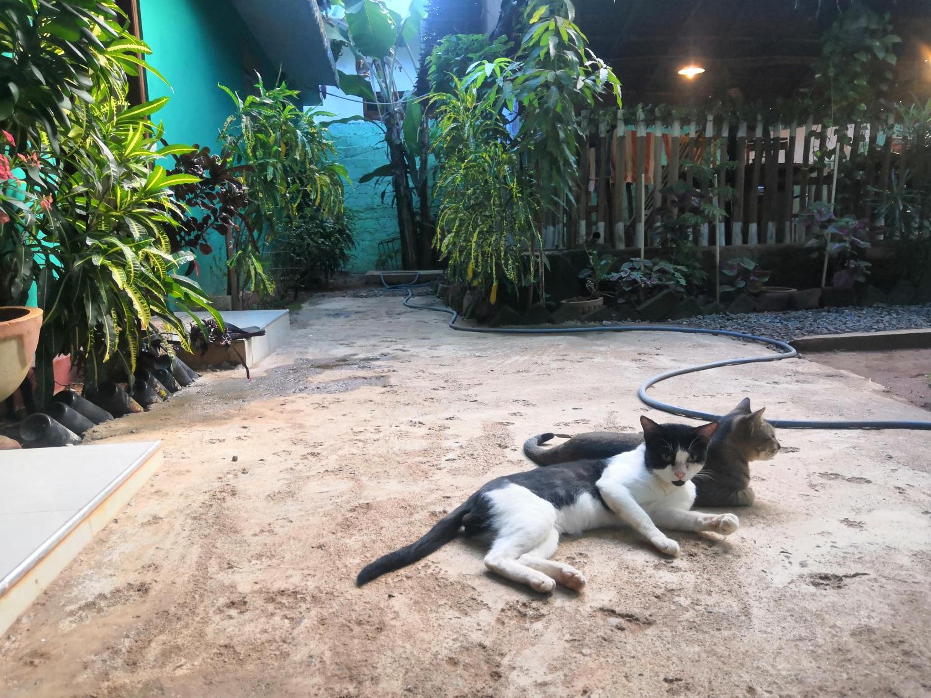 Alass Ga for pets lovers view 3