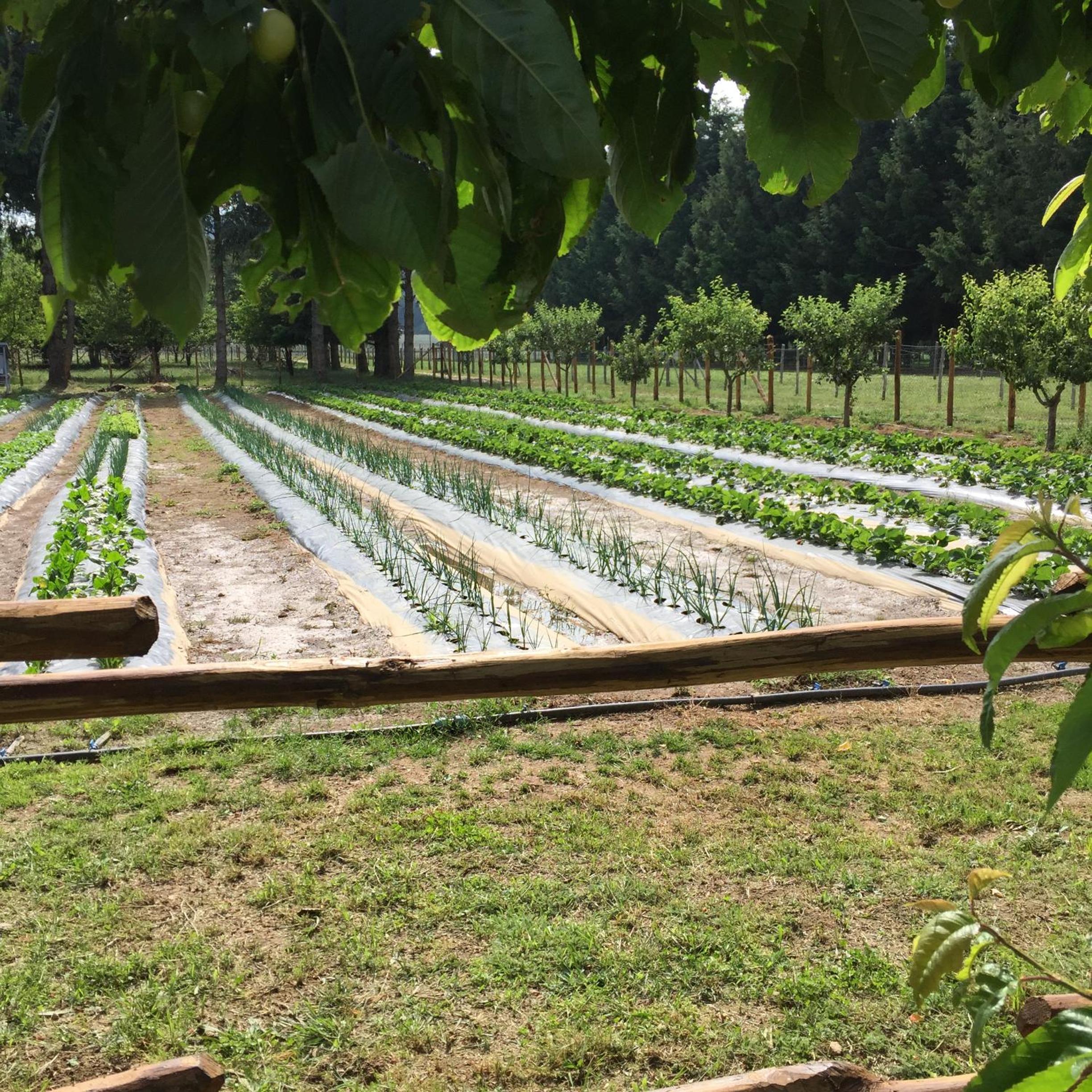 Agriturismo Fiorella
