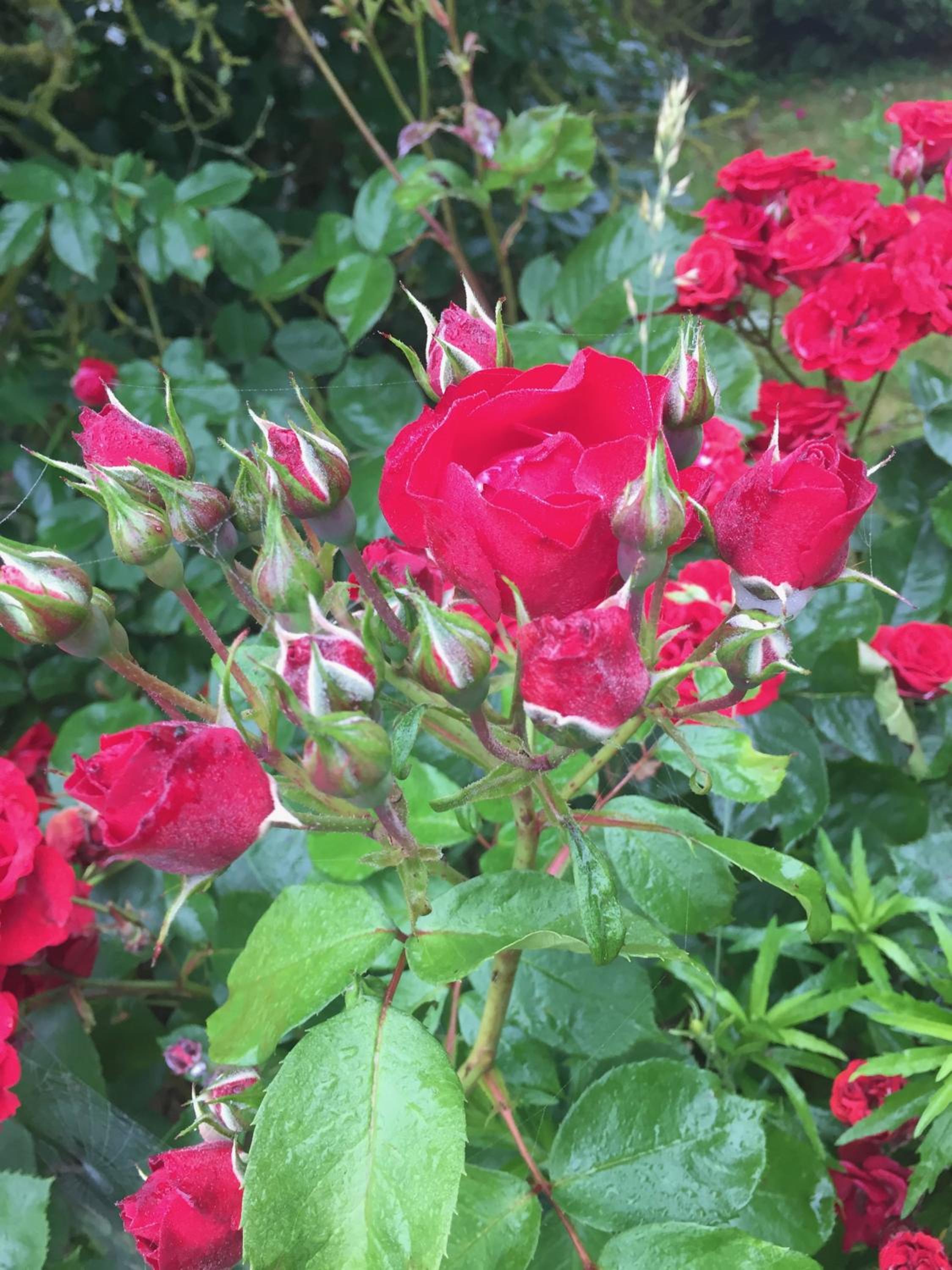 Photo 49