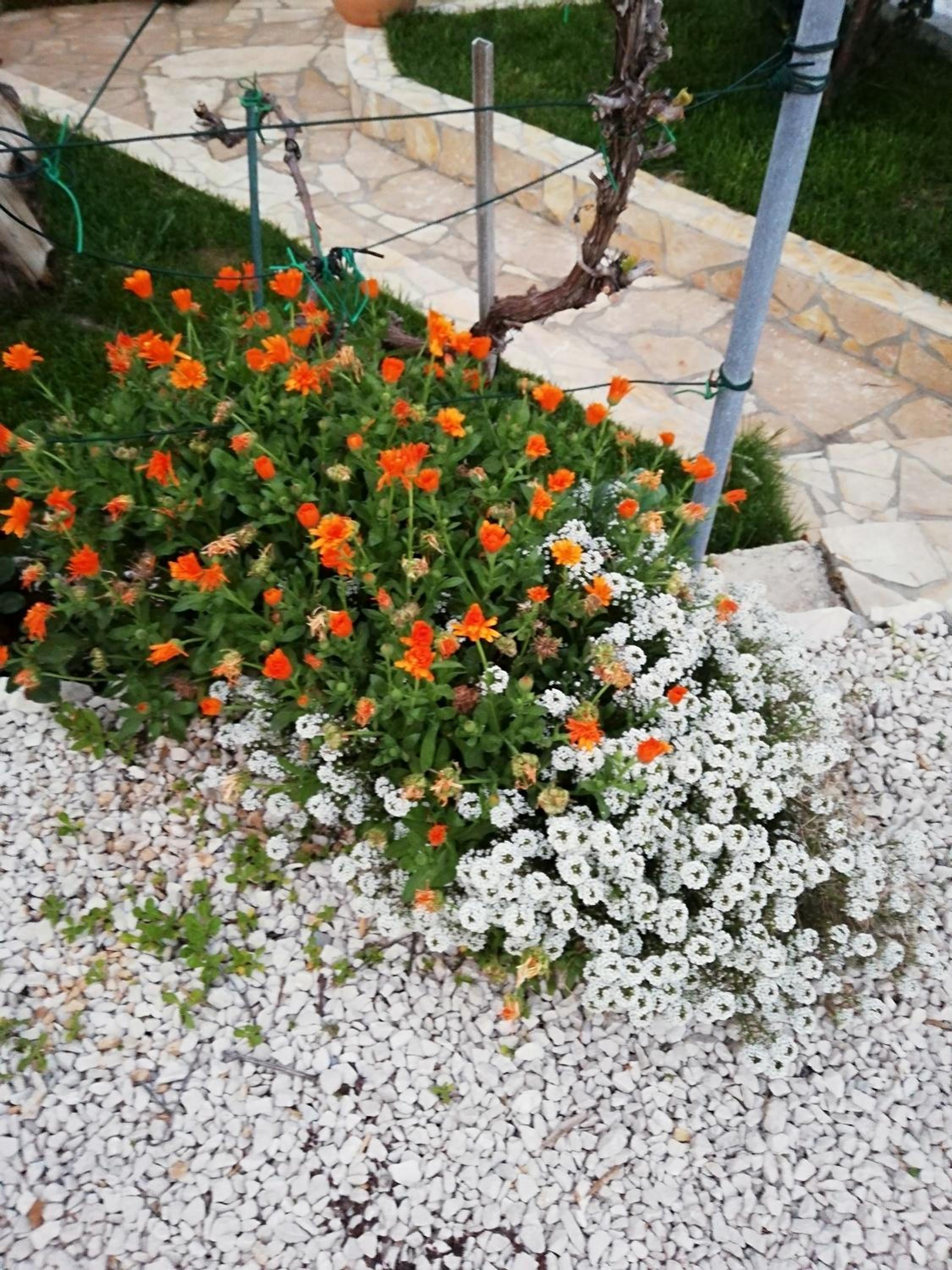 Photo 38