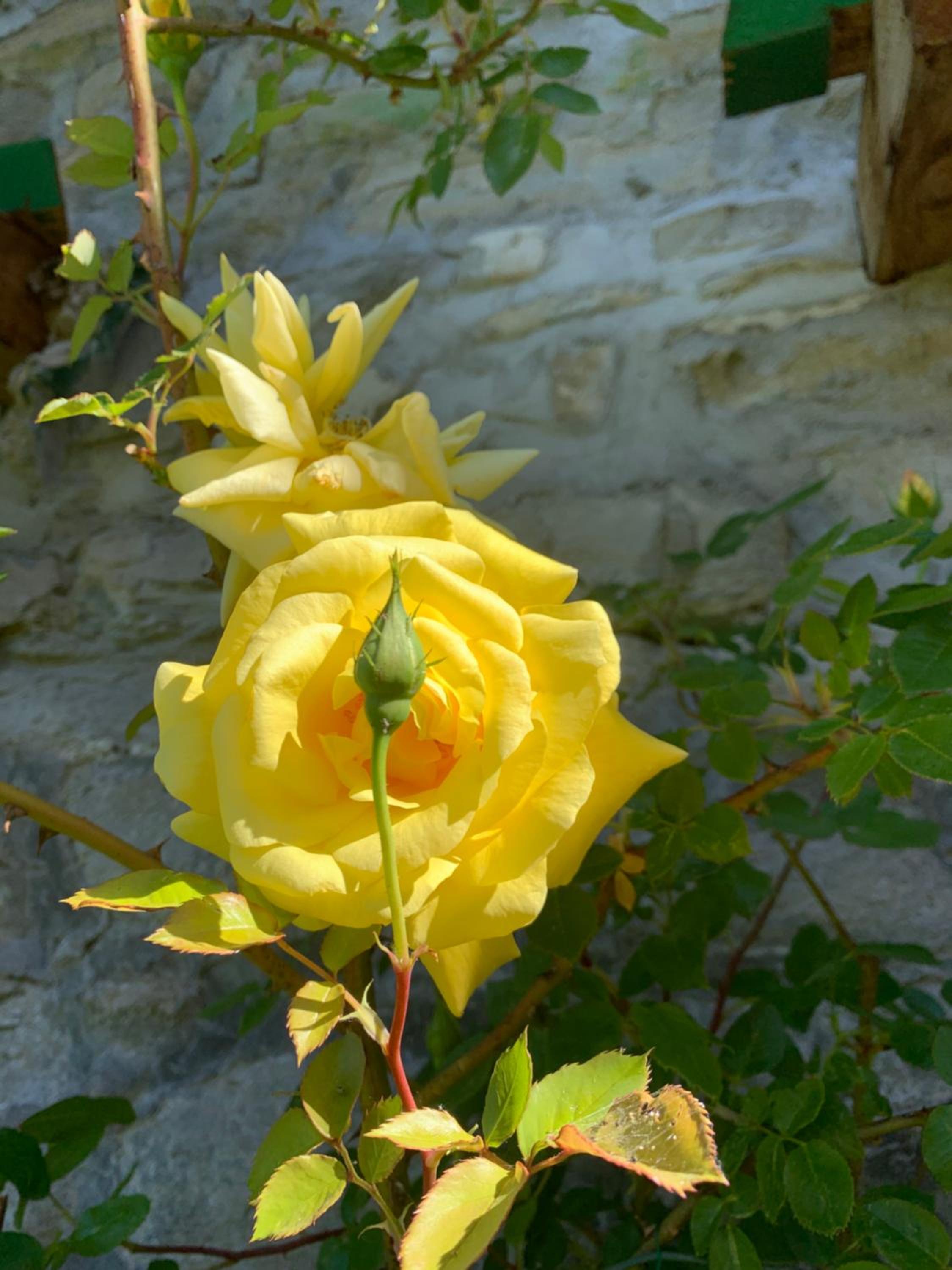 Photo 42