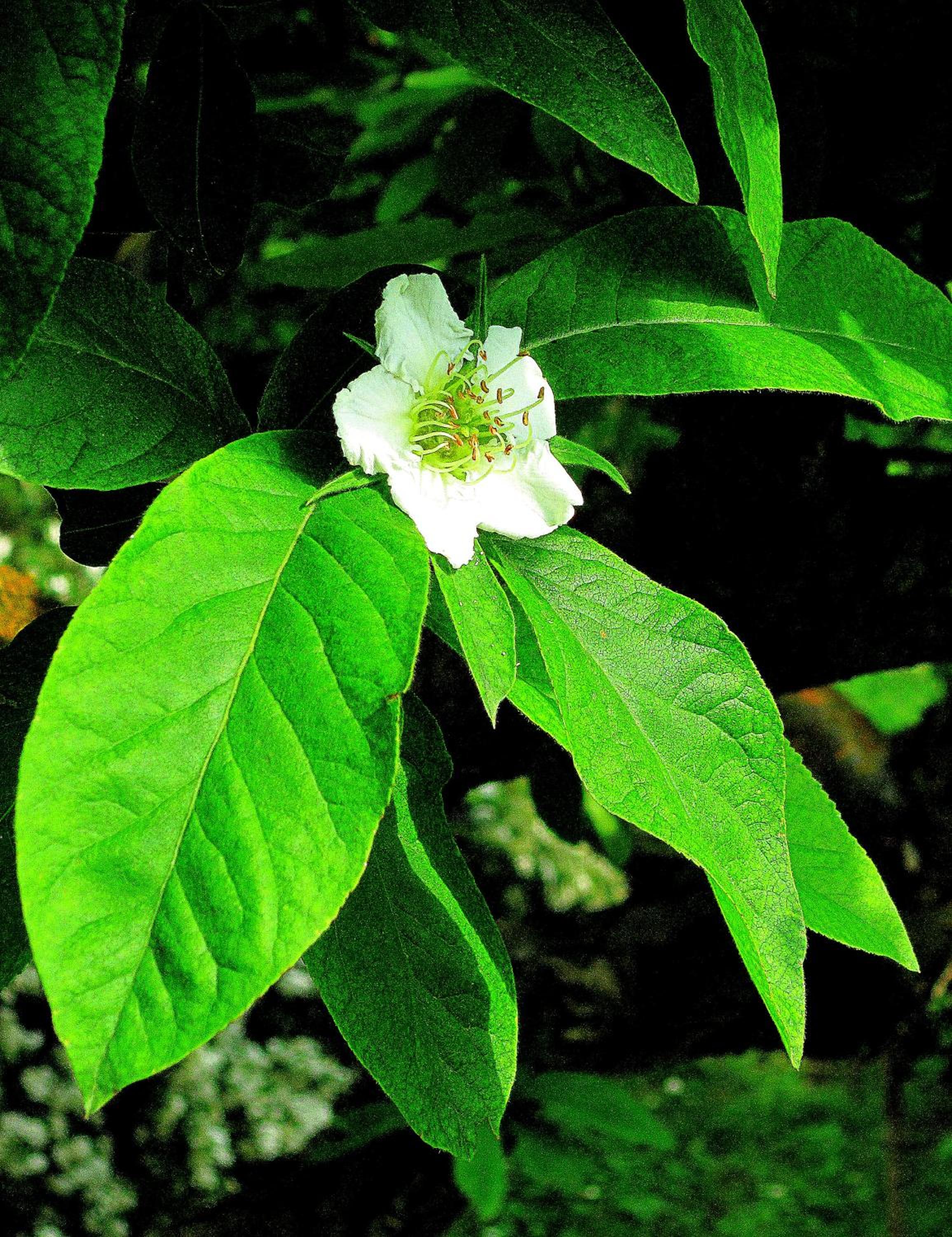 Photo 45