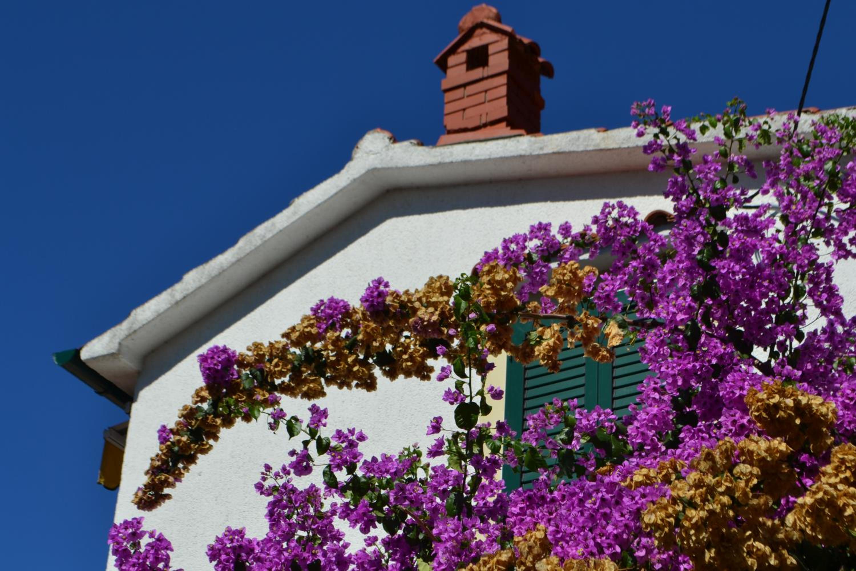 House Niva