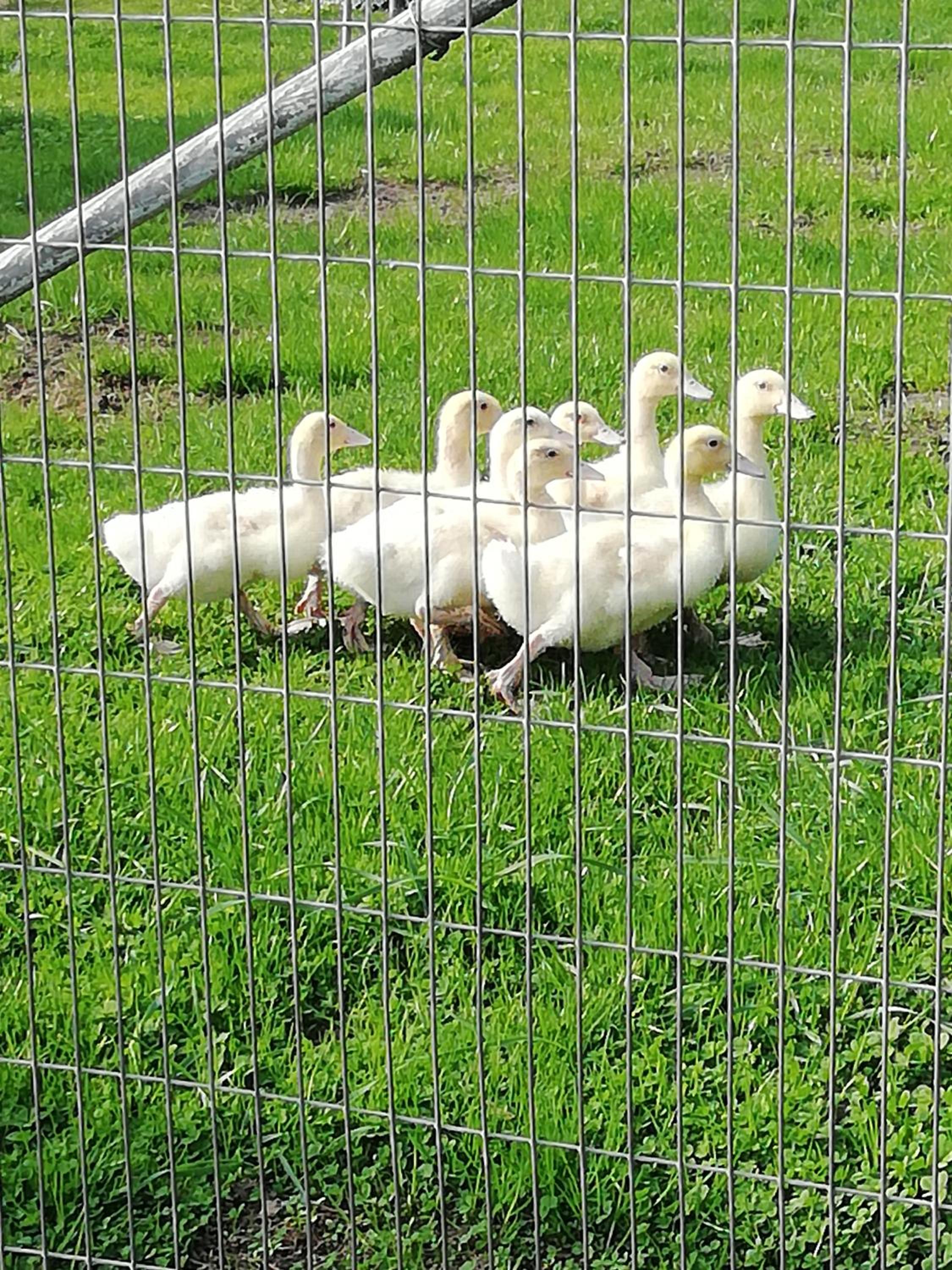 Häuschen im Grünen