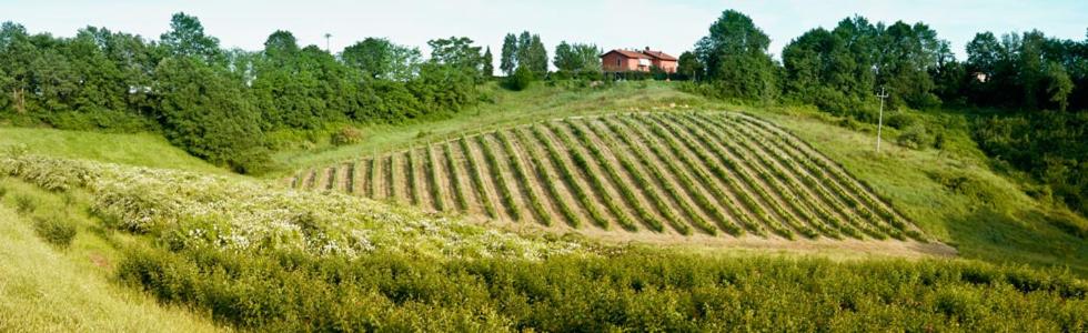 Il Pino Bioagricoltura