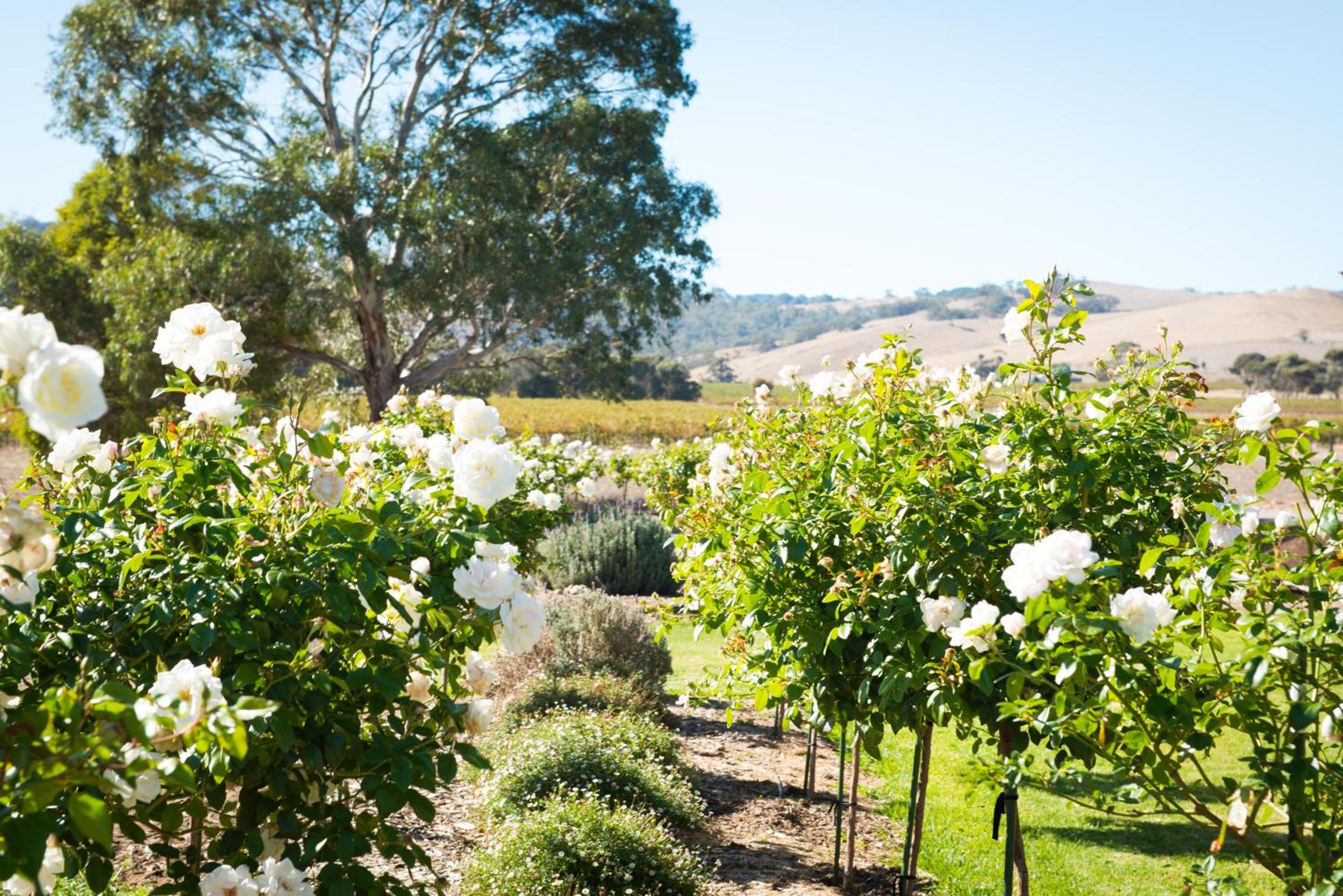 Barossa Vineyard Cottages view 2