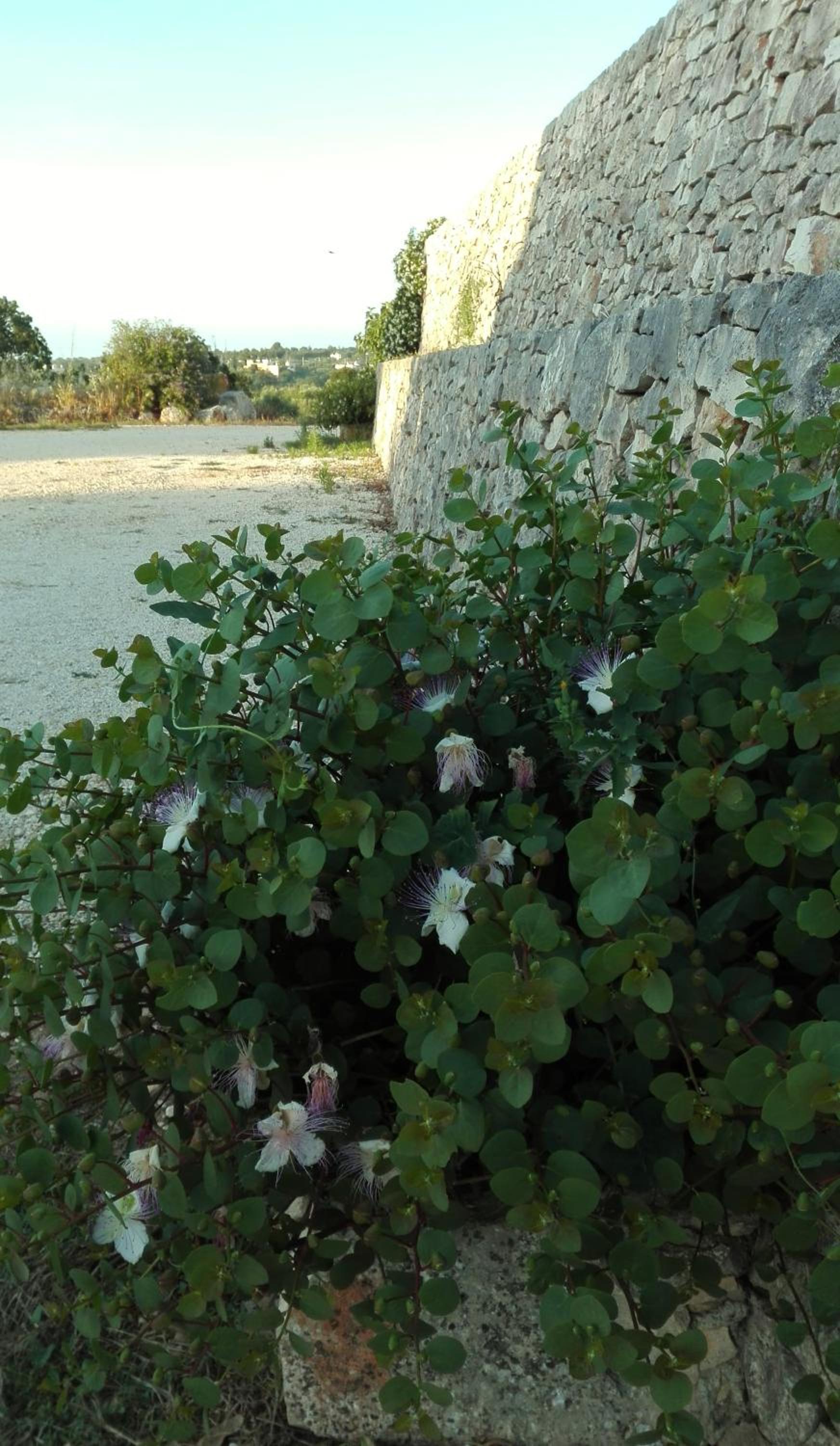 Photo 36