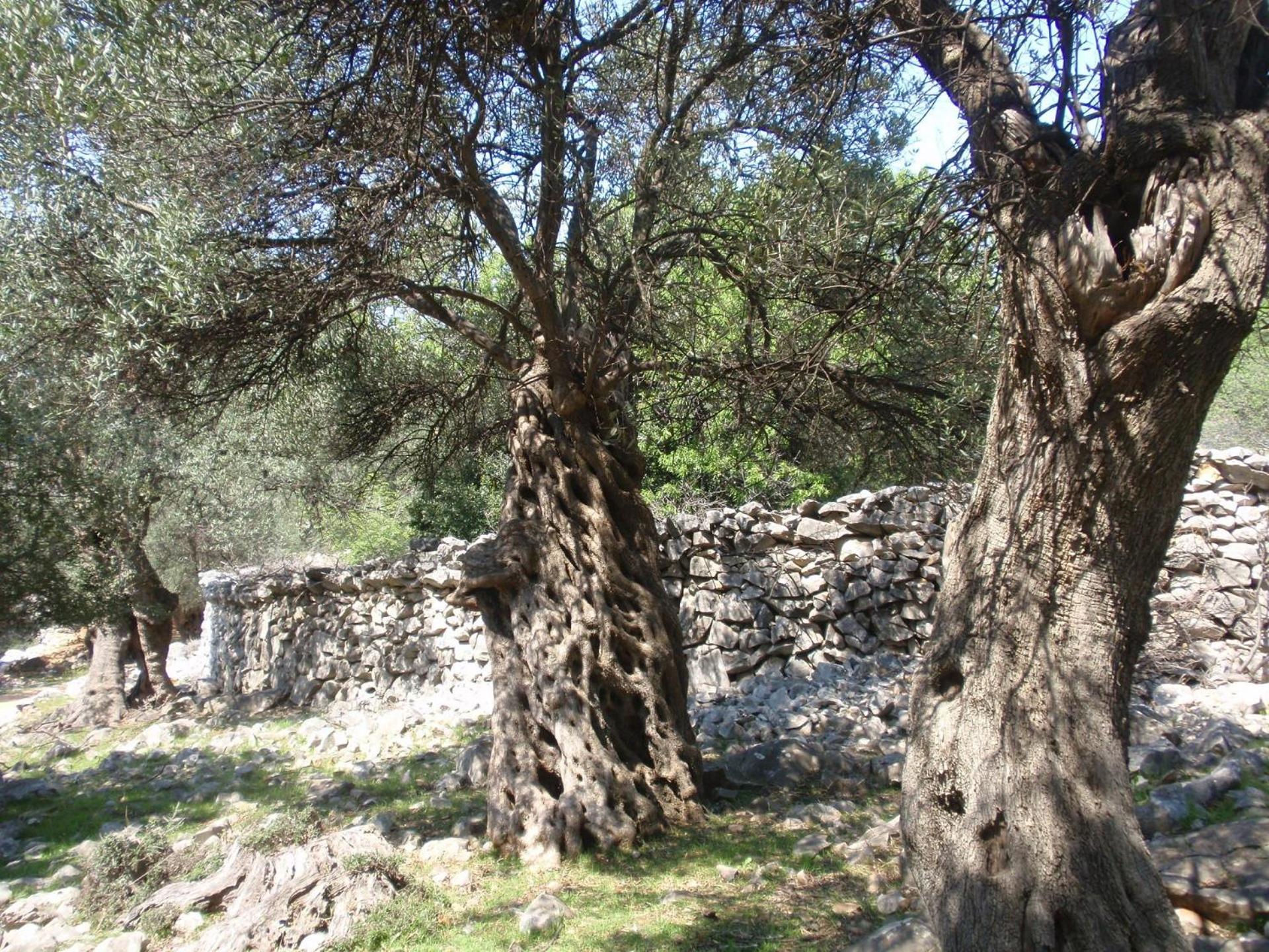 Photo 34