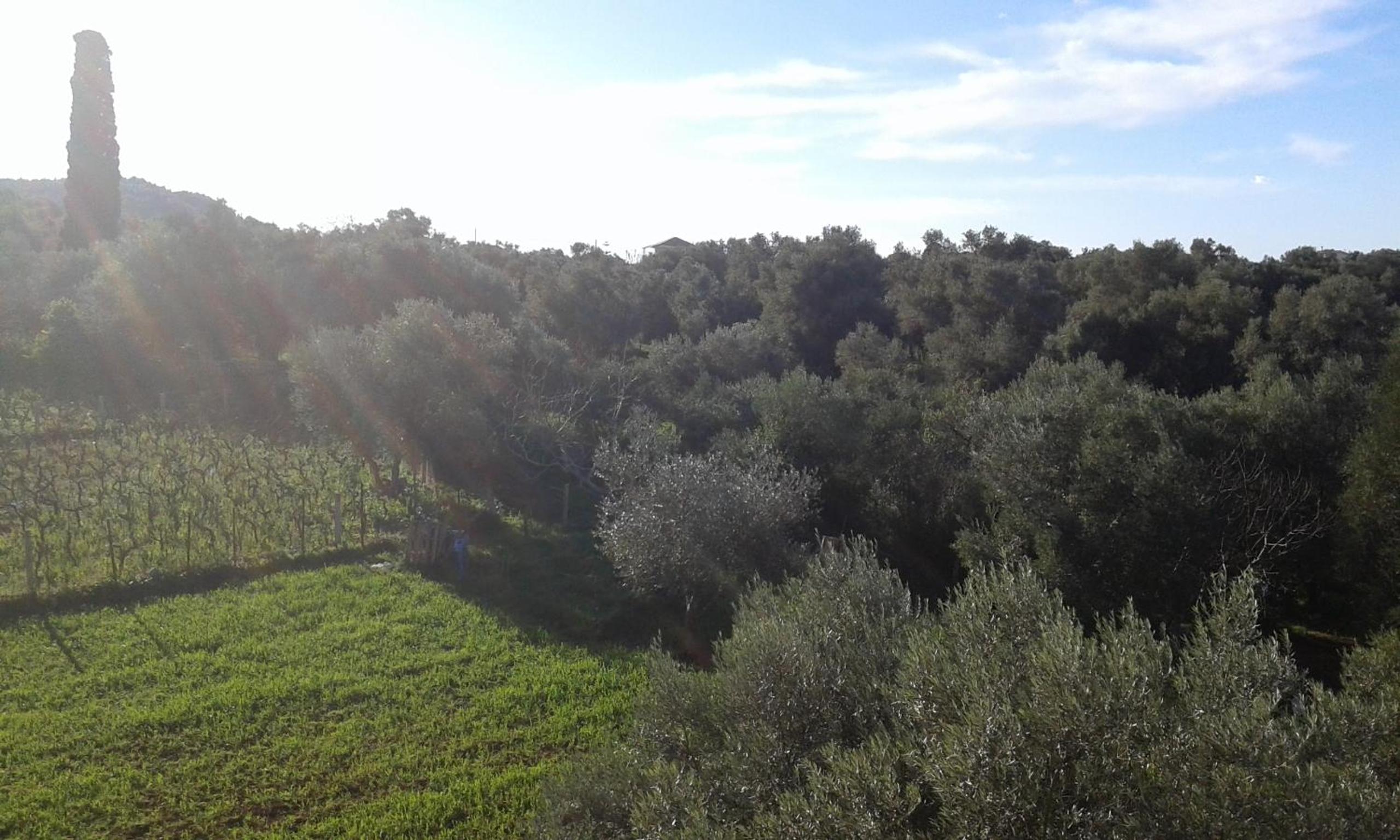 To Agridi