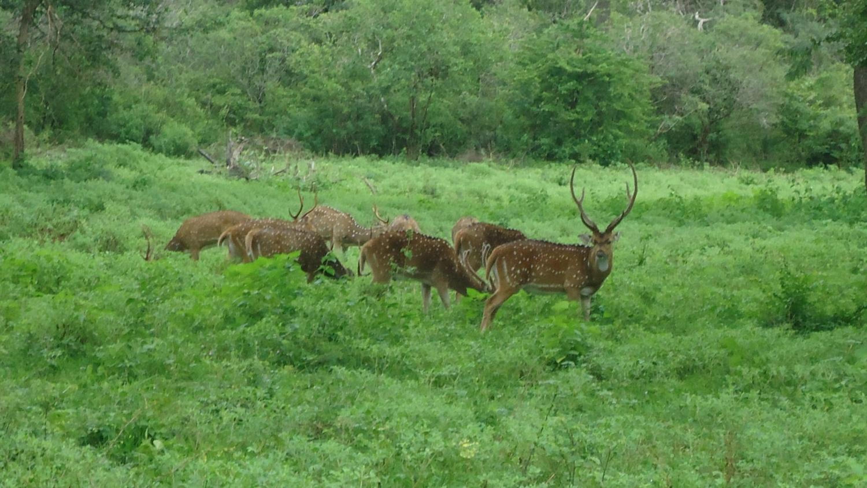 Heina Nature Resort - Eco Home and Yala Safari
