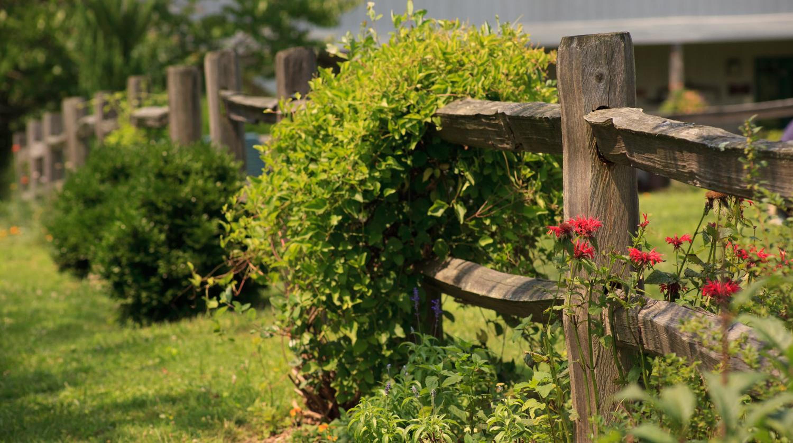 garden