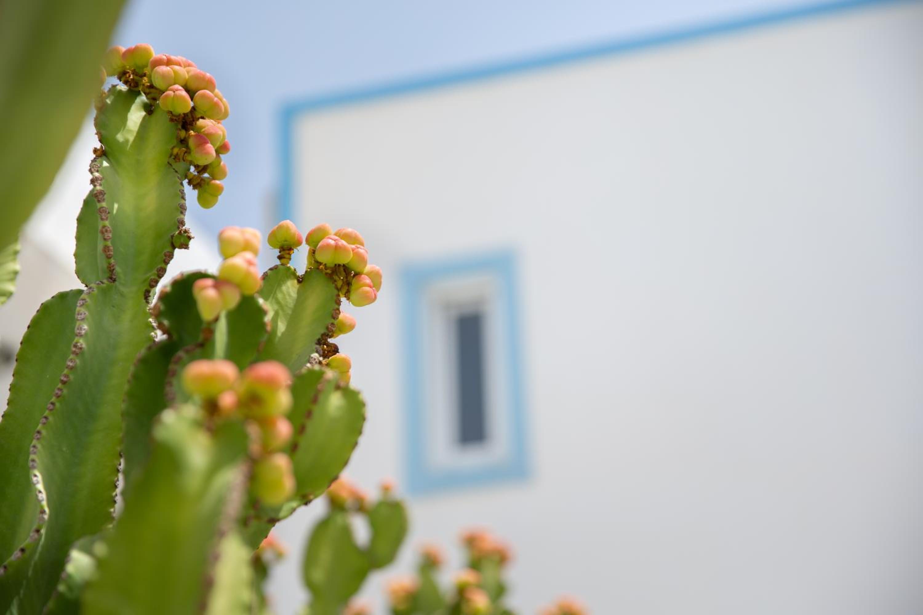 Hotel Akti Dimis Hotel - Image 1