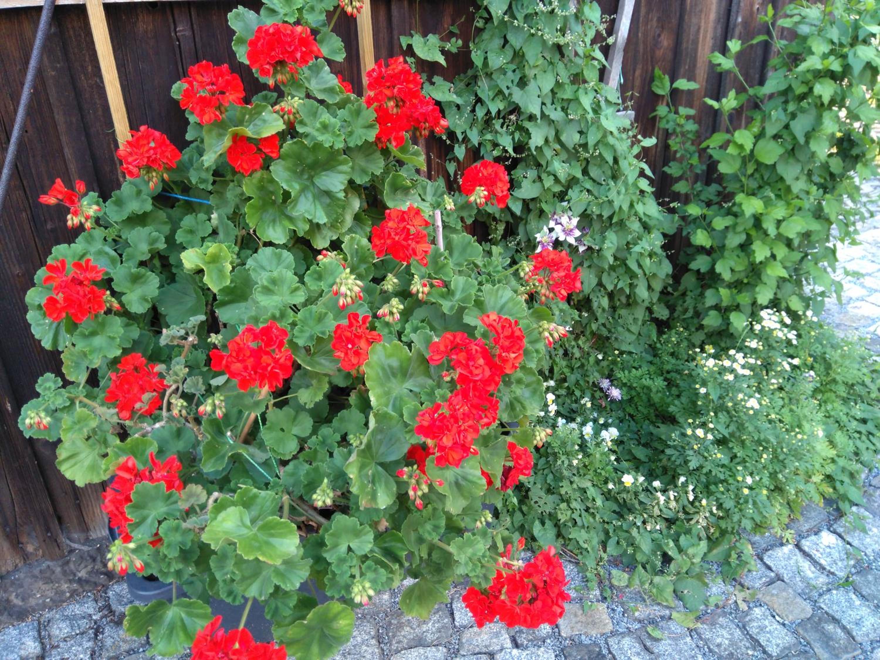 Photo 50