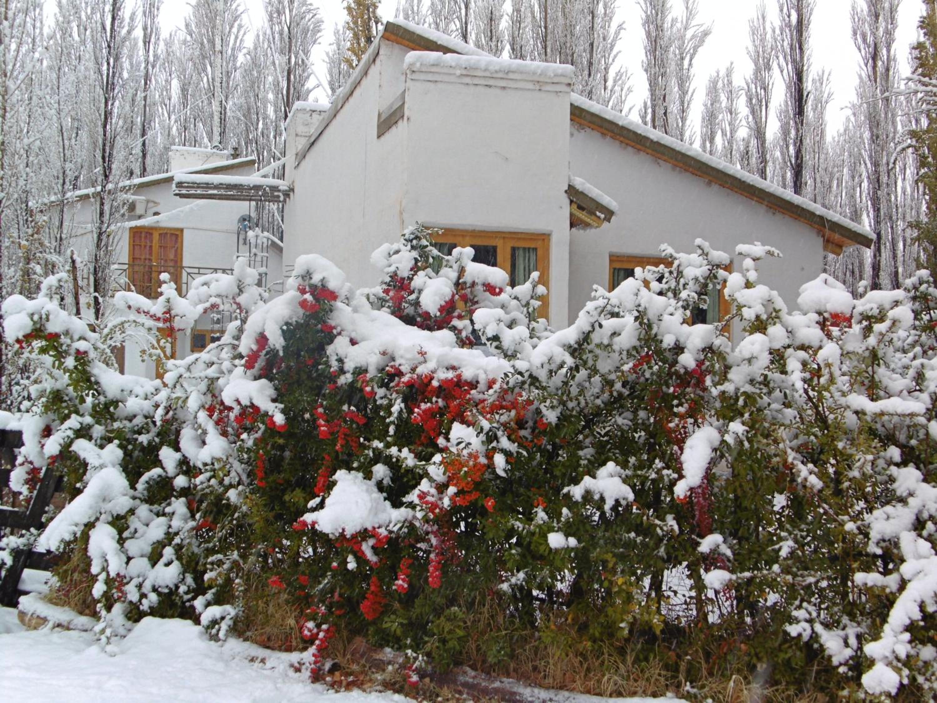Los Abedules Bungalow