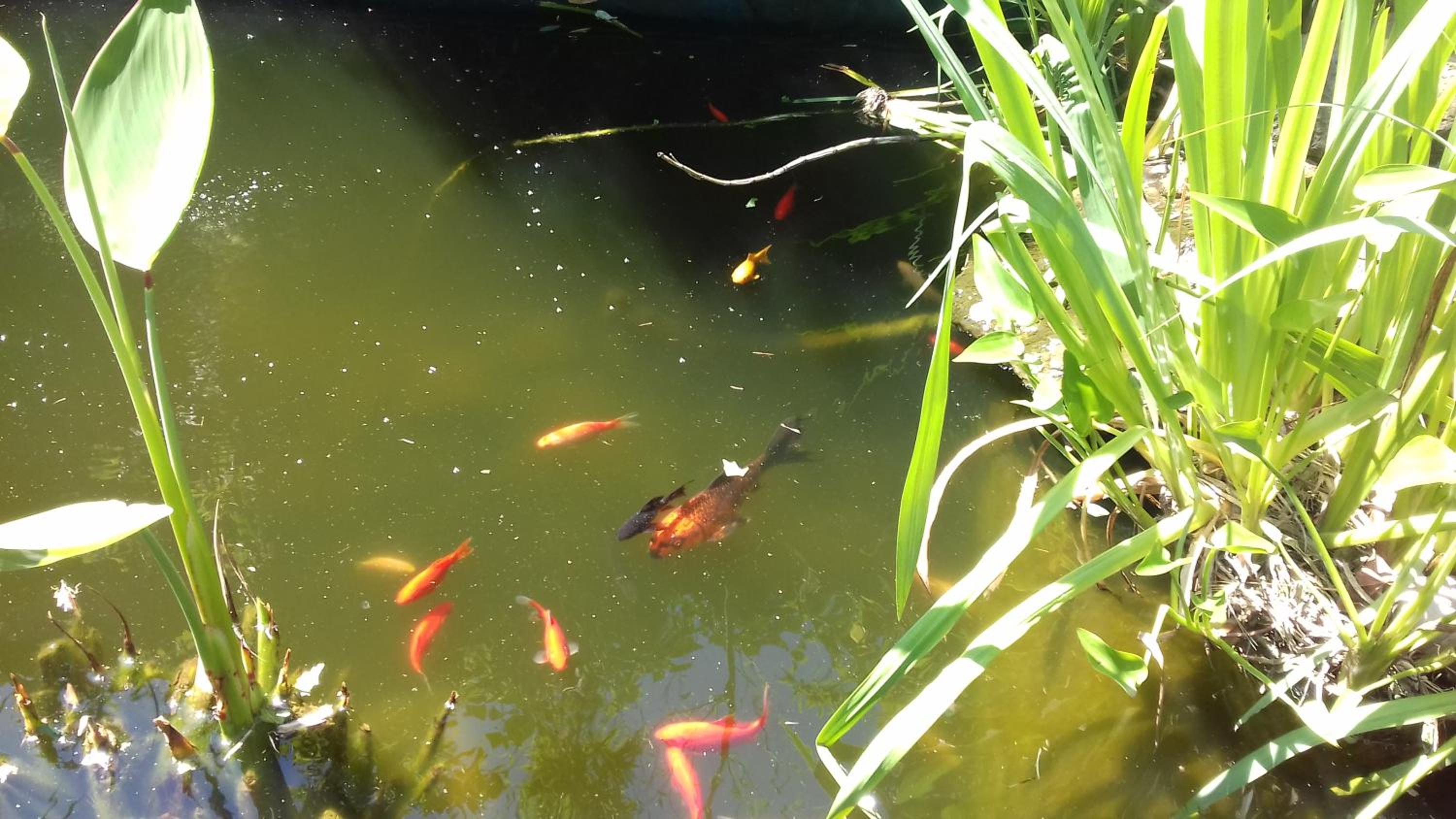 Photo 40