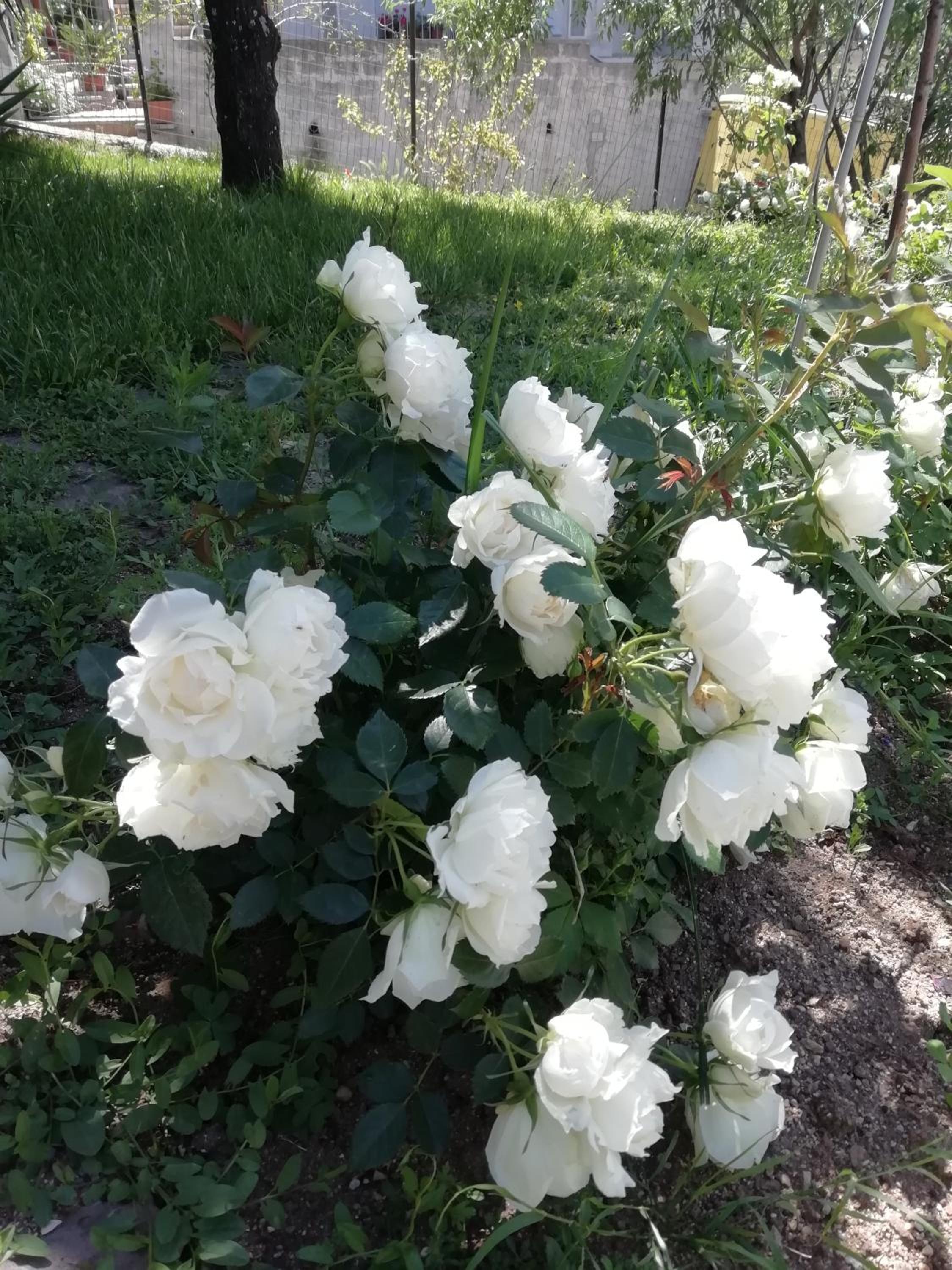 Photo 48