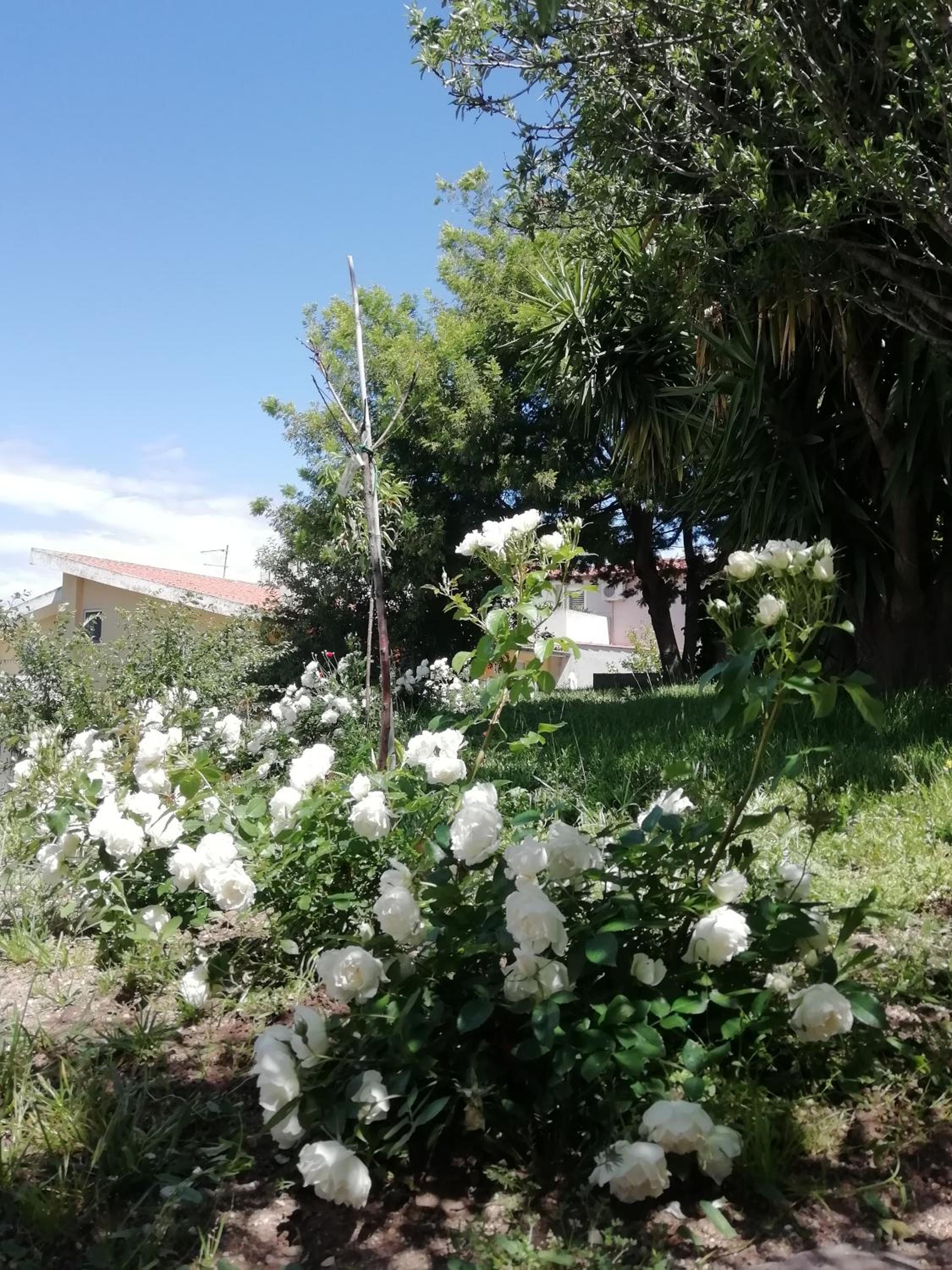 Photo 49
