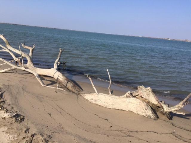 La Salamandre de Camargue view 5
