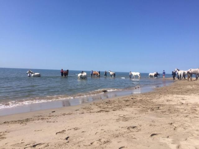 La Salamandre de Camargue view 4
