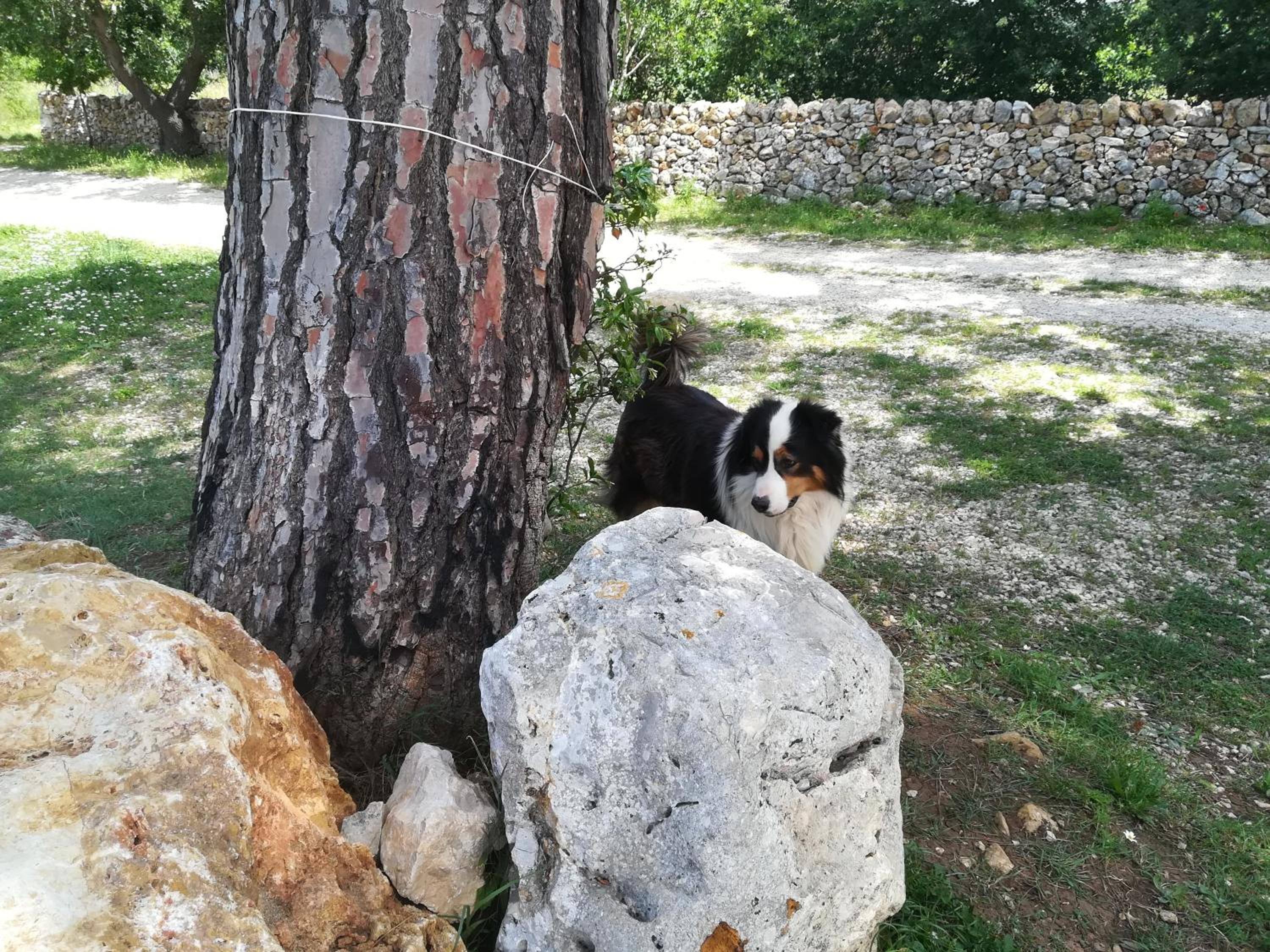 Tenuta Tedone Consolini
