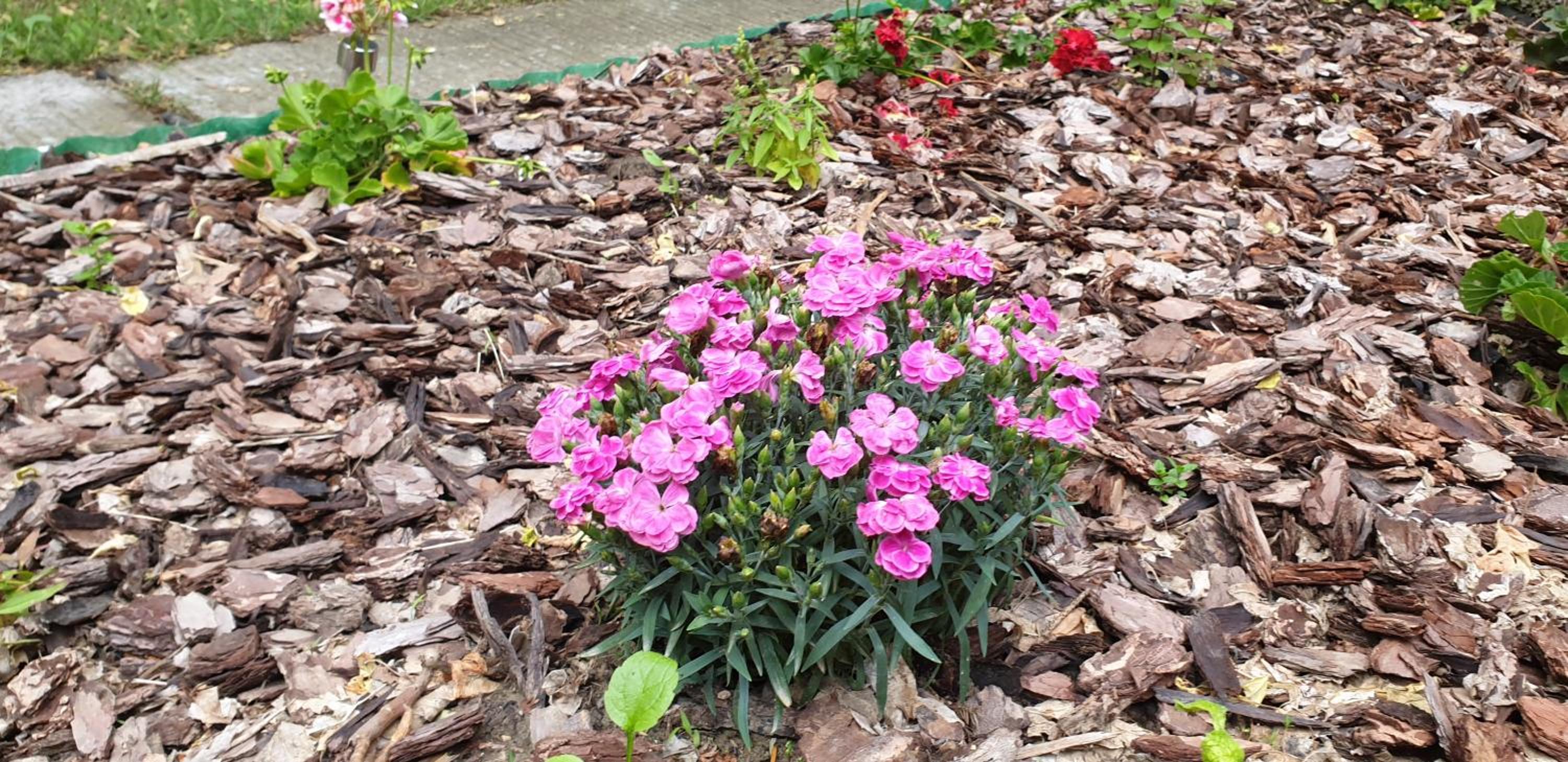 Photo 41