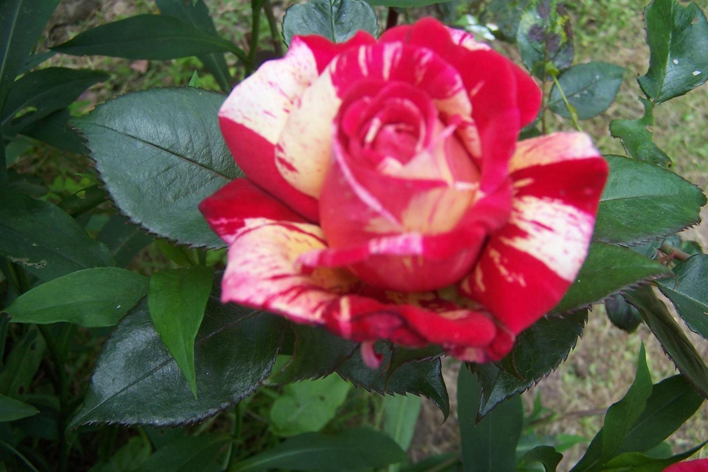 Photo 26