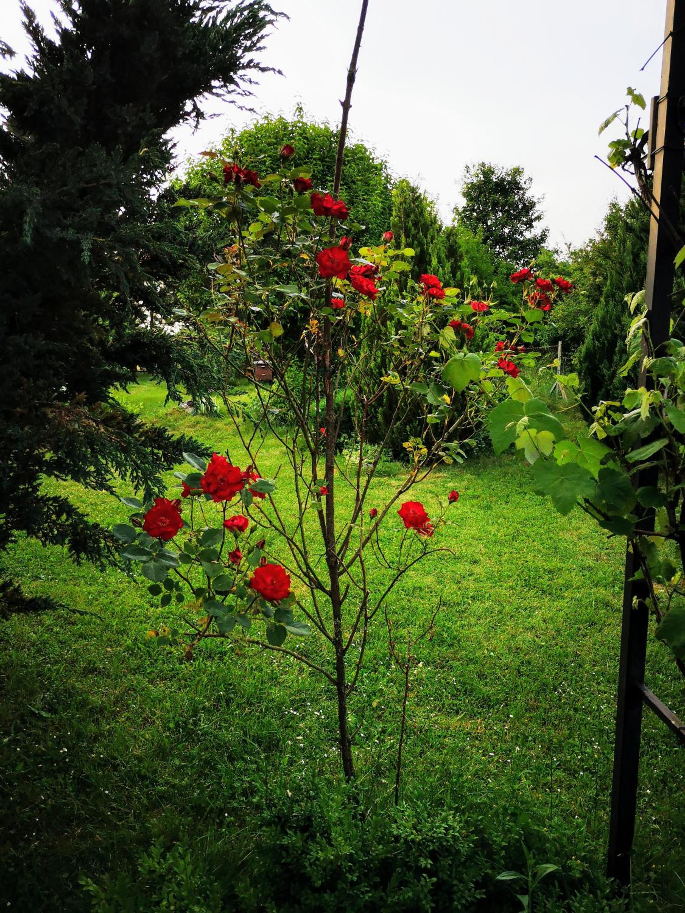 Photo 43