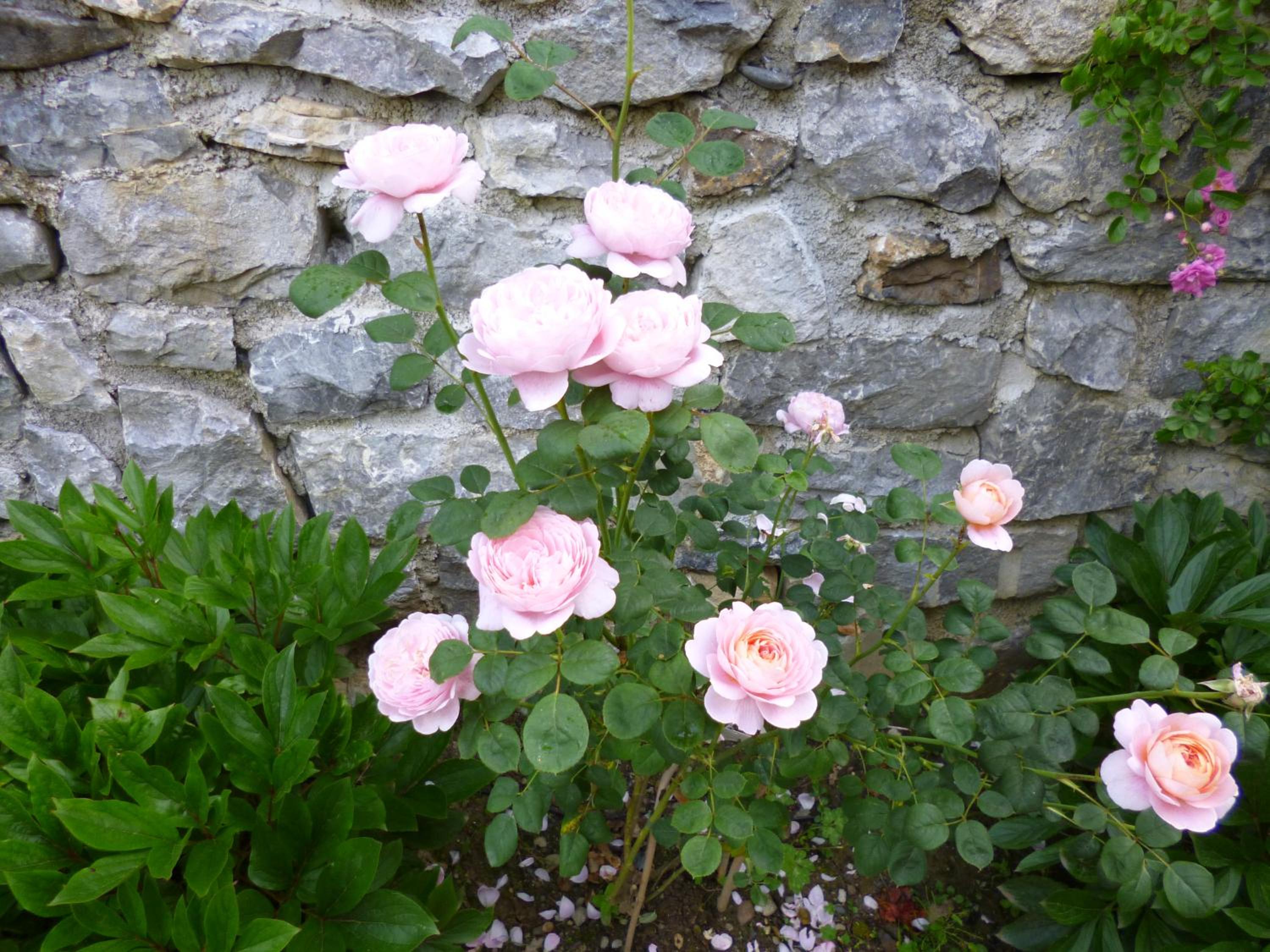 Photo 7