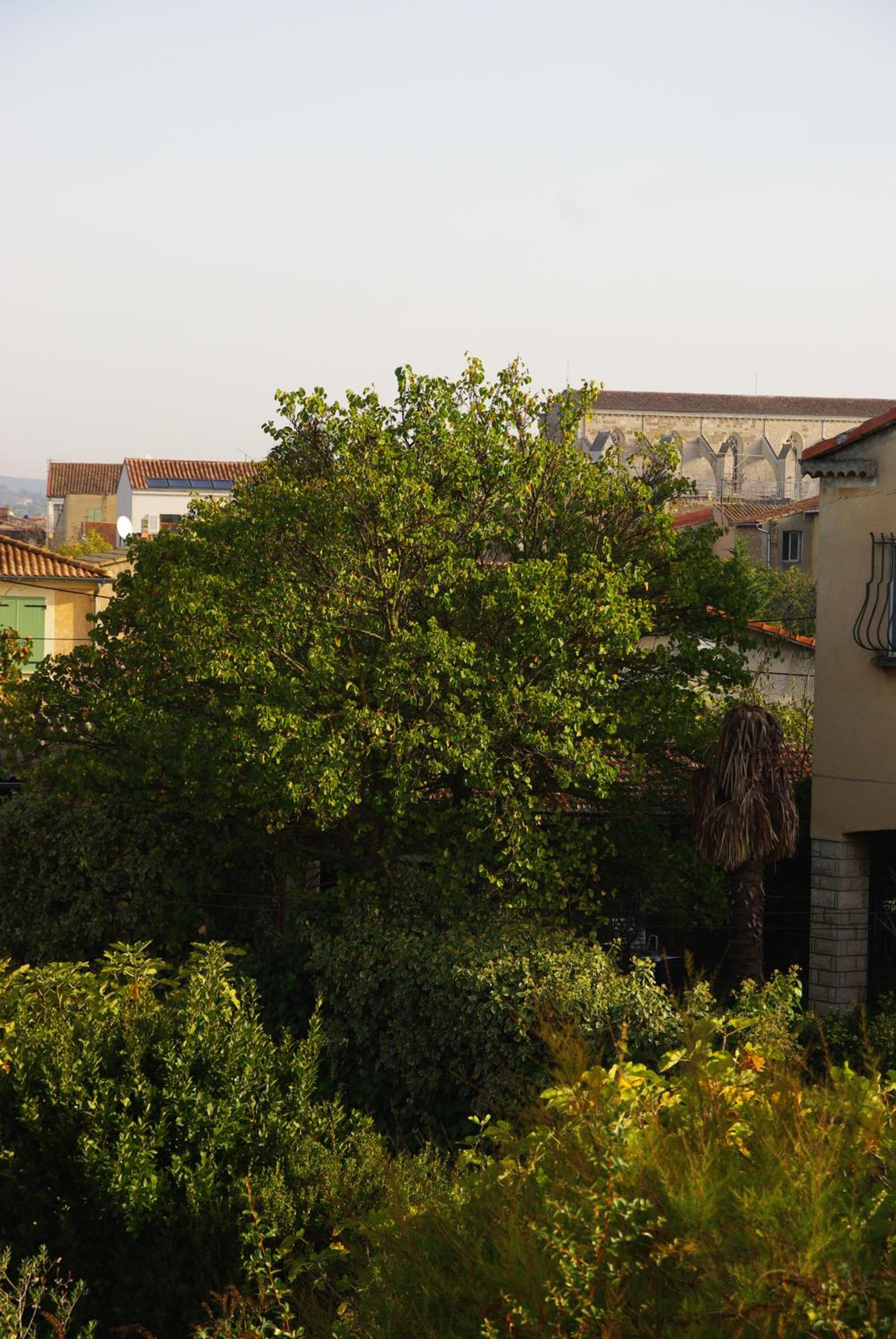 Photo 20